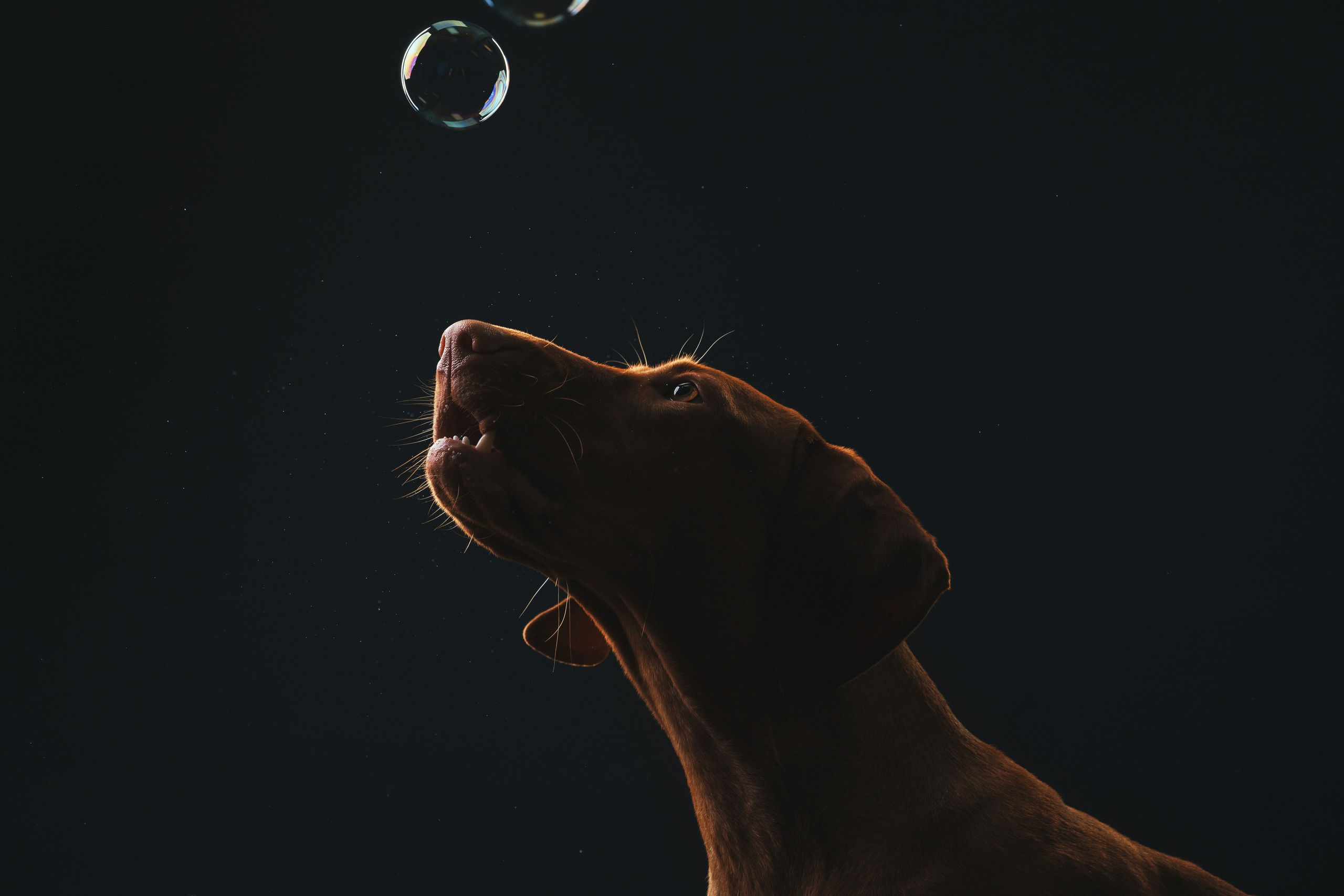 Выжла Гая. Фотограф анималист Осипчикова Мария