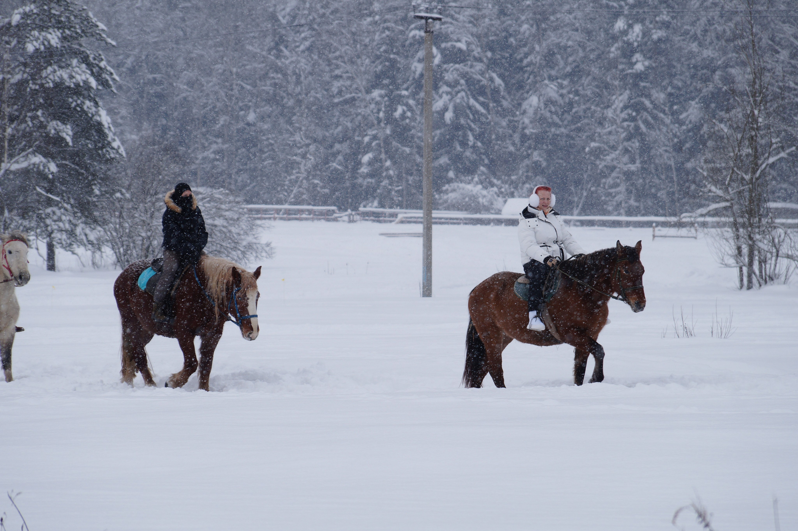 Лошадинг | 11.01.2026. Галерея Фантим