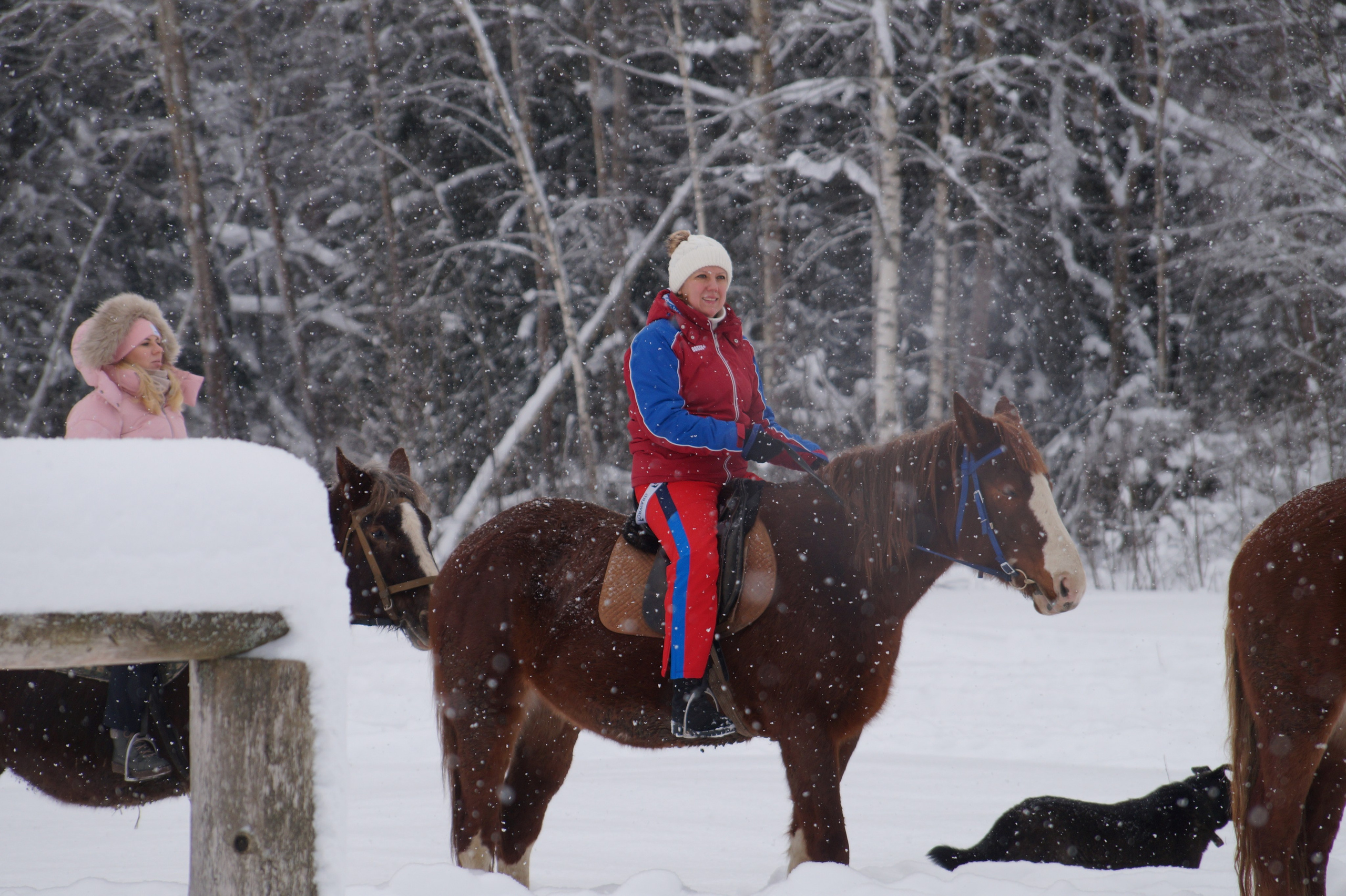 Лошадинг | 11.01.2026. Галерея Фантим