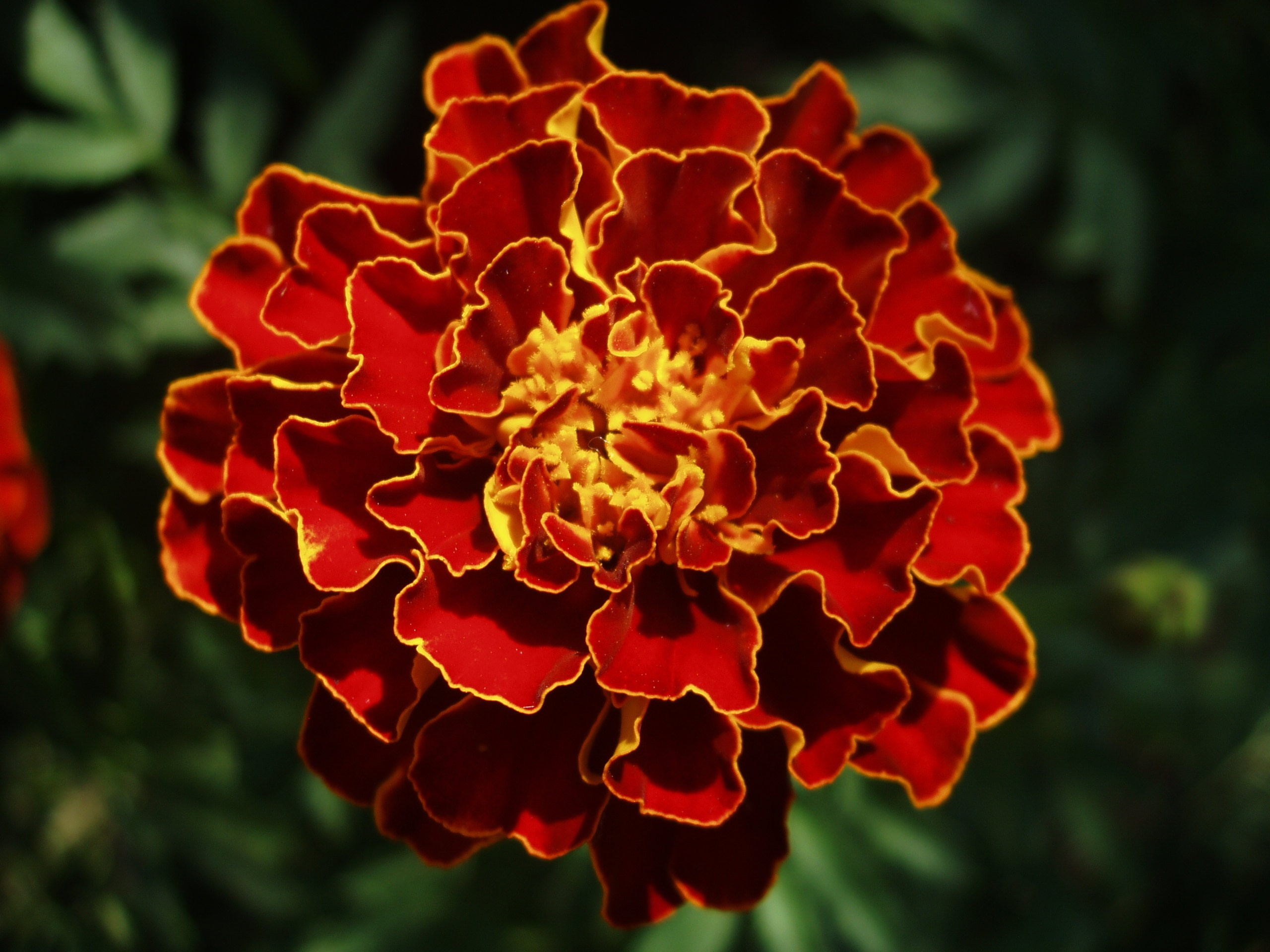 Отпуск 13.07-24.08. Семейный, Свадебный фотограф СПБ Питер— Романова Екатерина