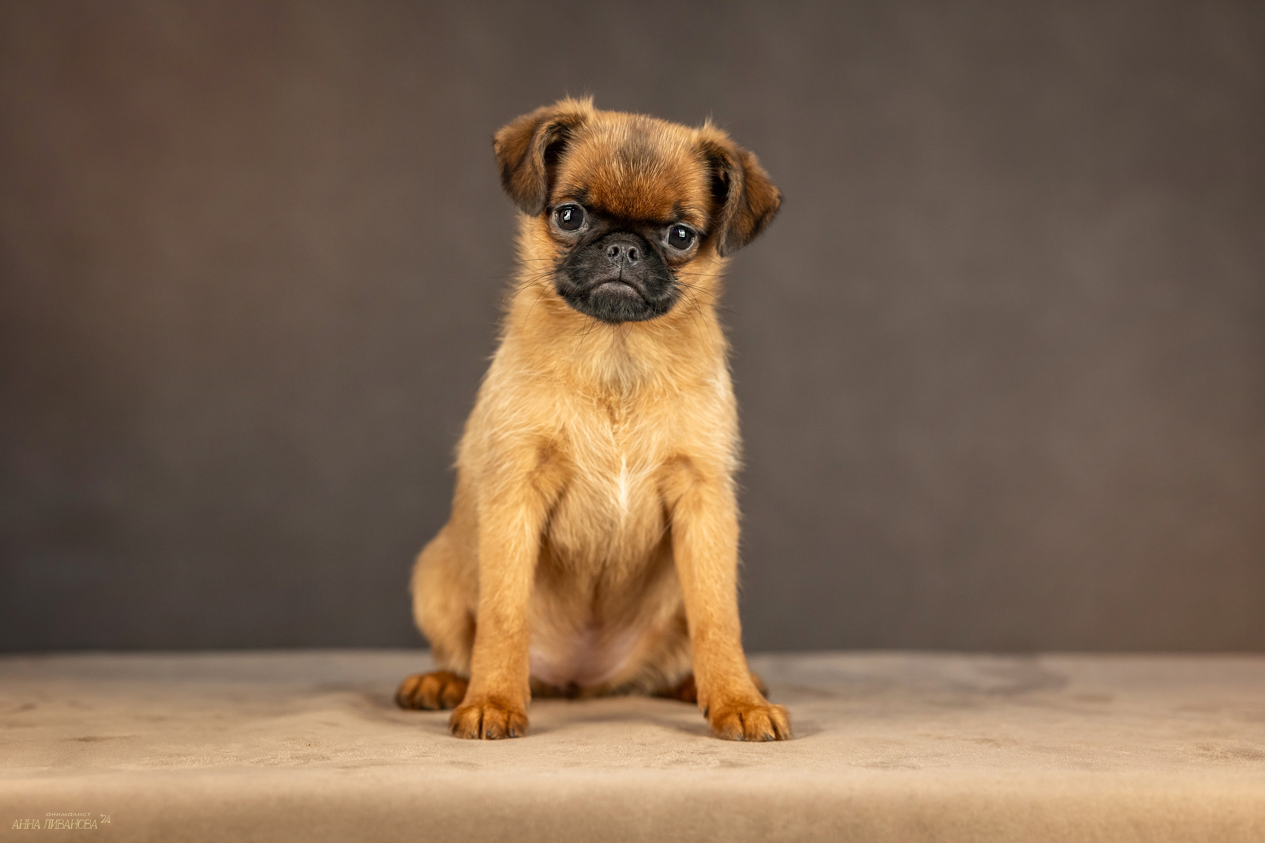 Гриффончики. Фотограф анималист Аня Ливанова | Рыбинск