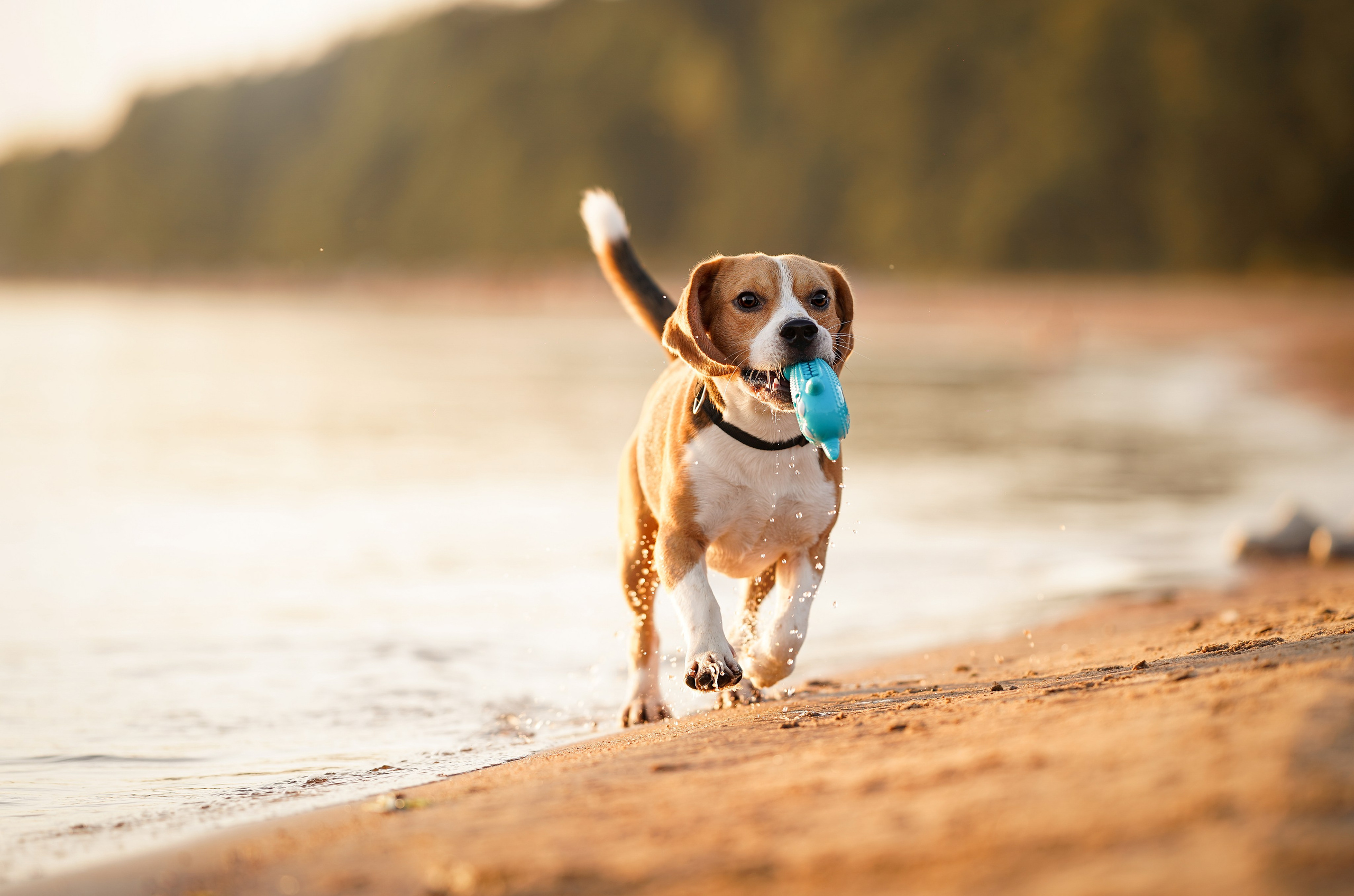 Оля Леша и Ричард. Фотограф-анималист в Санкт-Петербурге Яна Мартынова