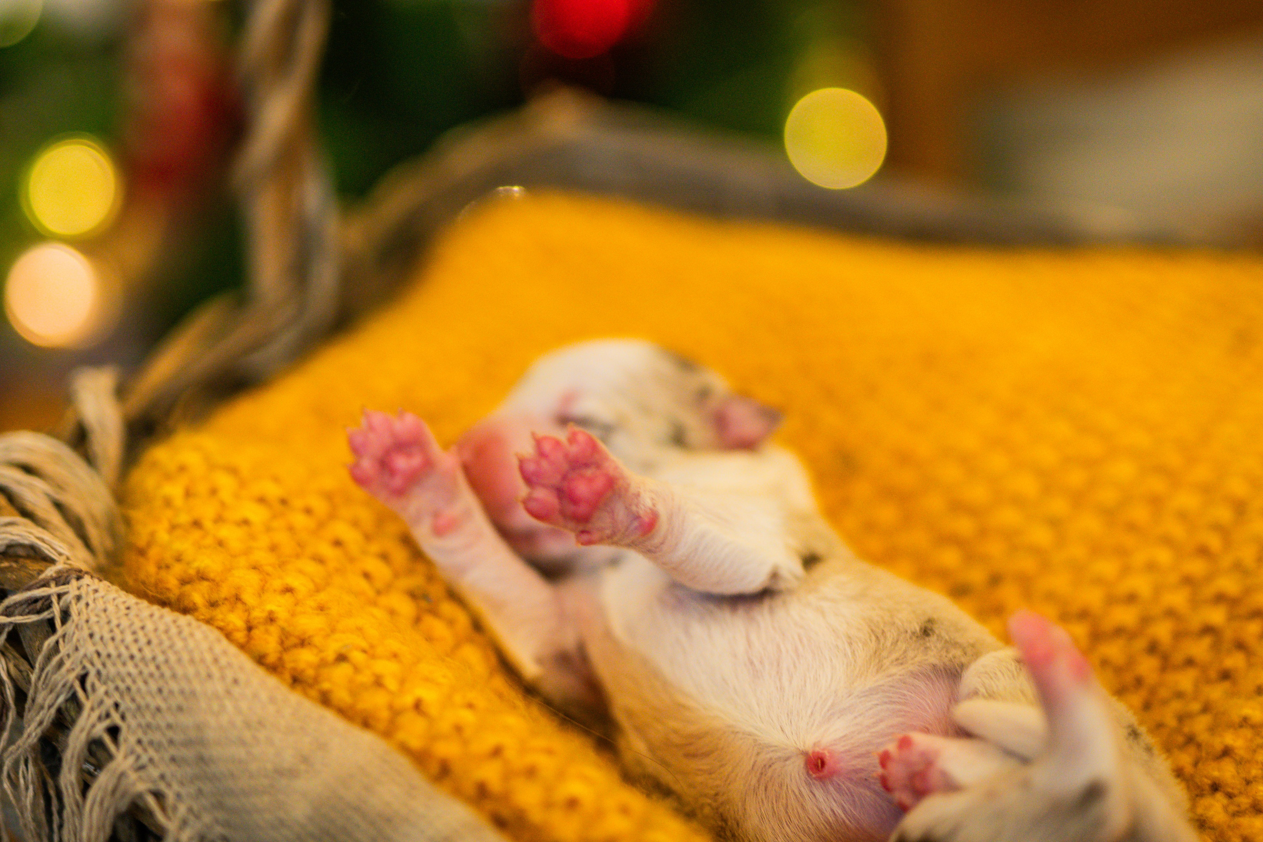 Фритсвит. Семейный фотограф Ефремова Виктория