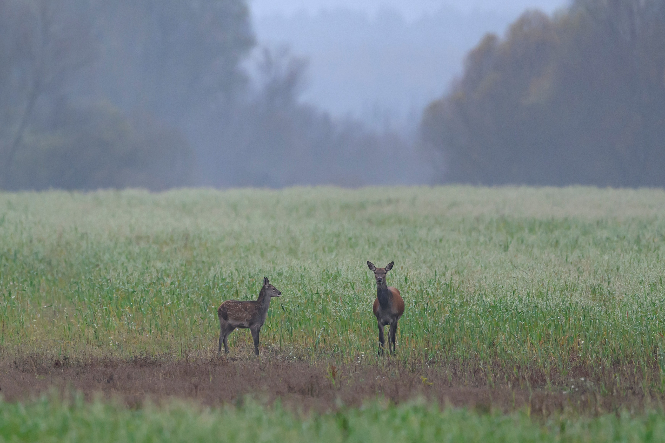 Олени. Wildlife photography by Sergey Puponin