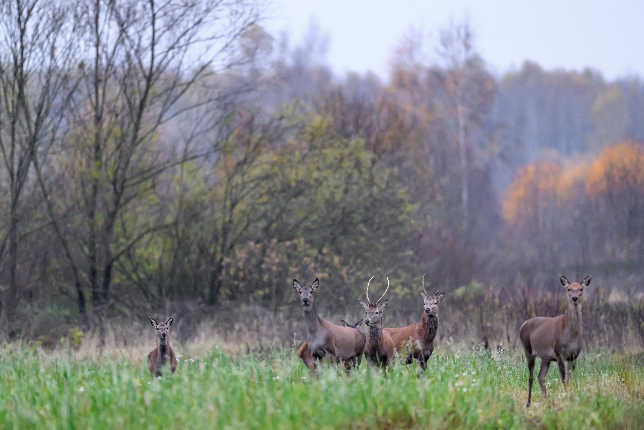 Олени III. Wildlife photography by Sergey Puponin