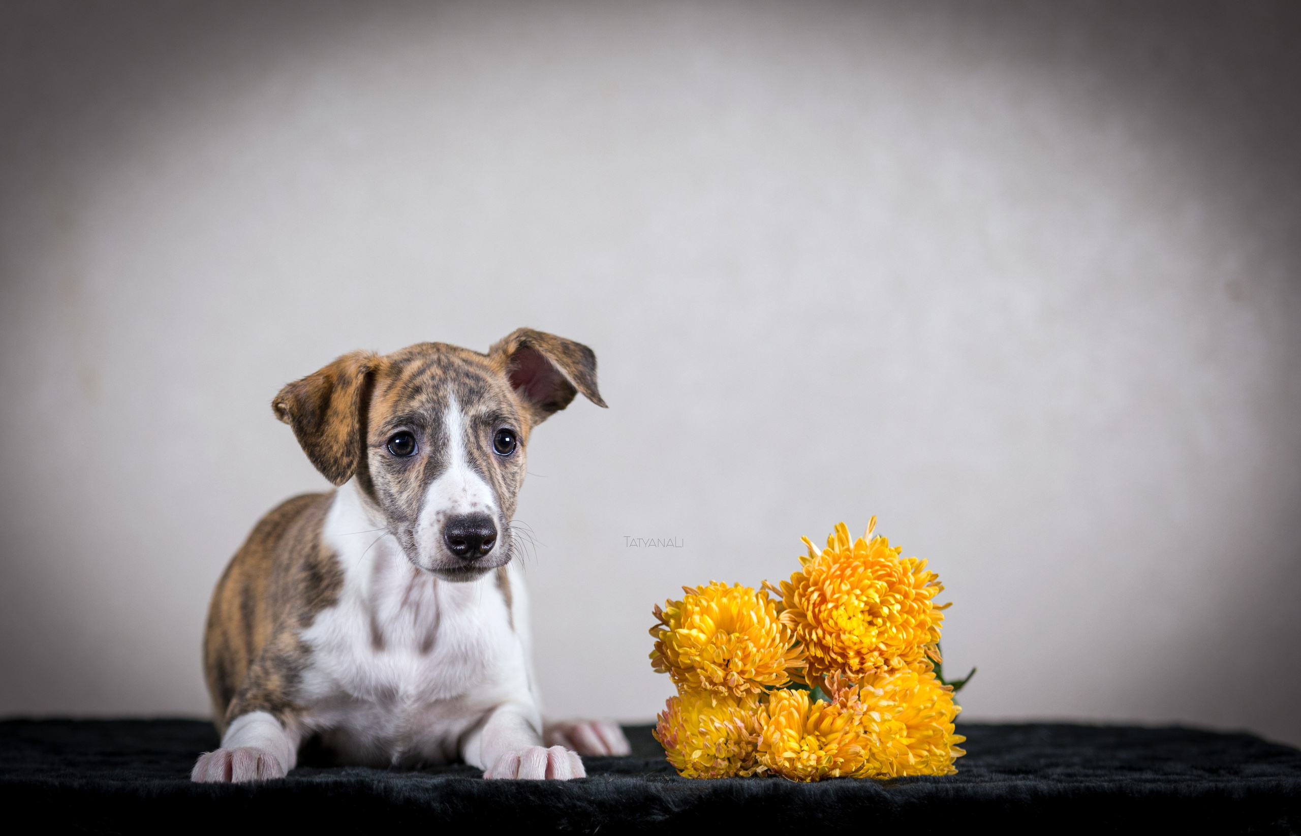 Уиппет. Фотограф — анималист Татьяна Ли