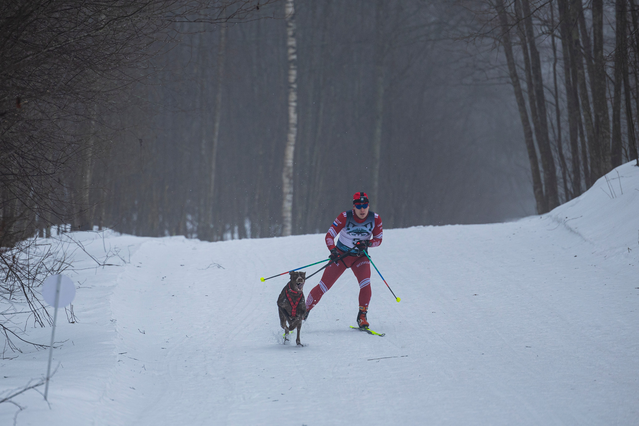 Зимний Чемпионат Санкт-Петербурга по ездовому спорту. Фотограф-анималист Анна Маринич
