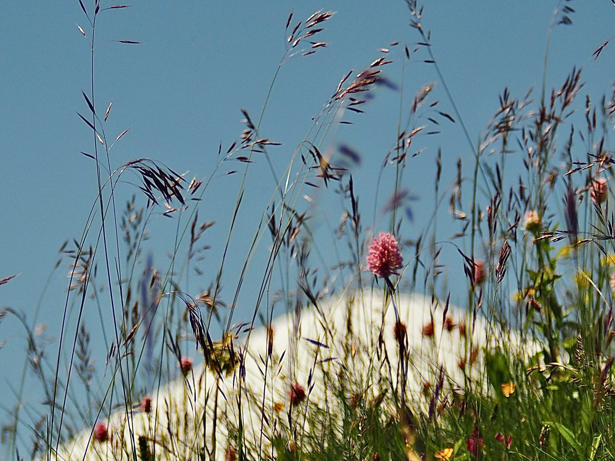 Флора и фауна. Смотри, красота!