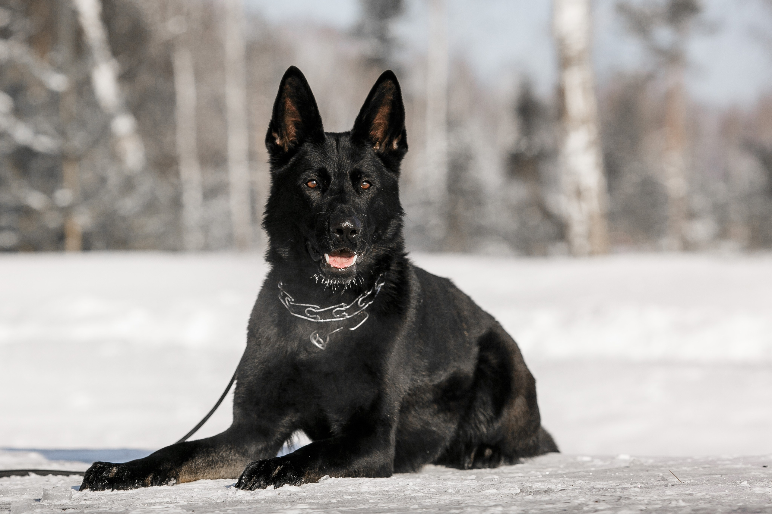 Фотосъемка собак для питомника немецких овчарок. Репортажный фотограф Борис Геер