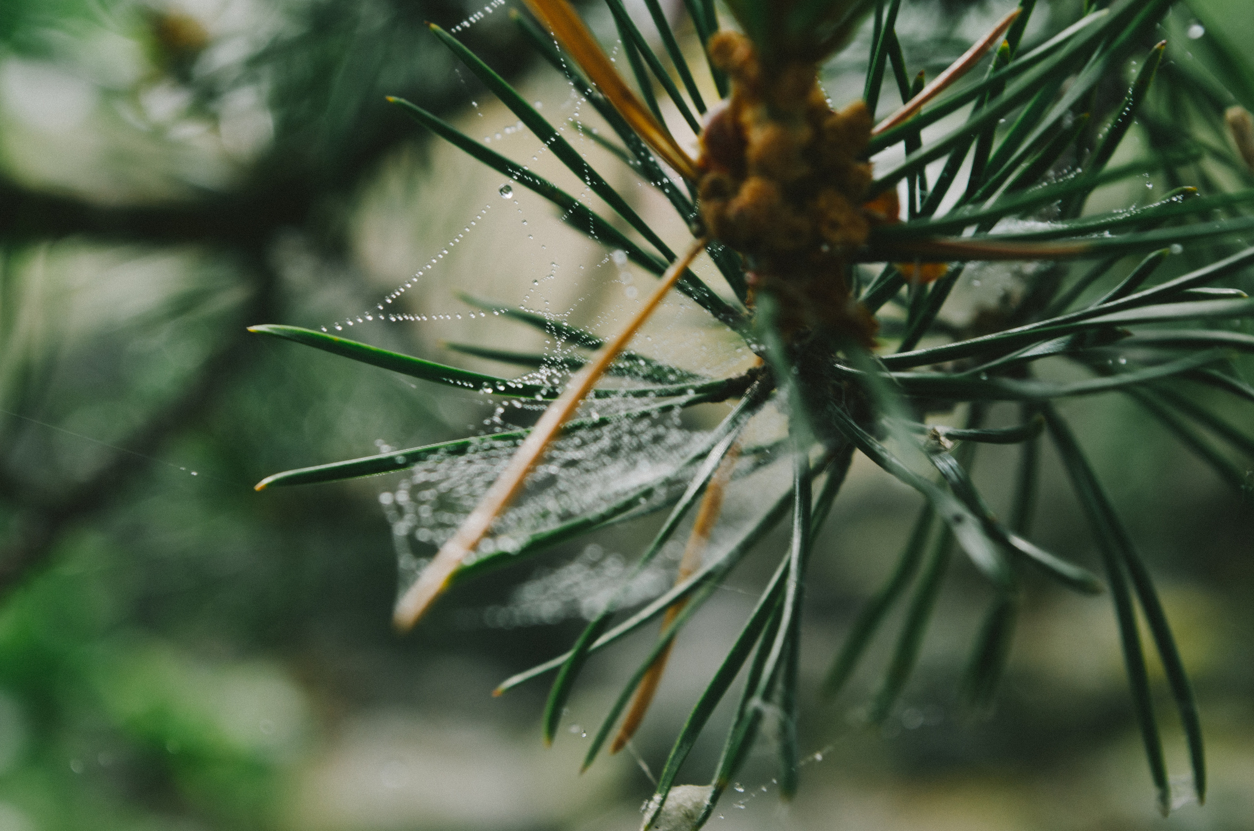 Карелия. Василий Кабайлов Фотограф в Санкт-Петербурге