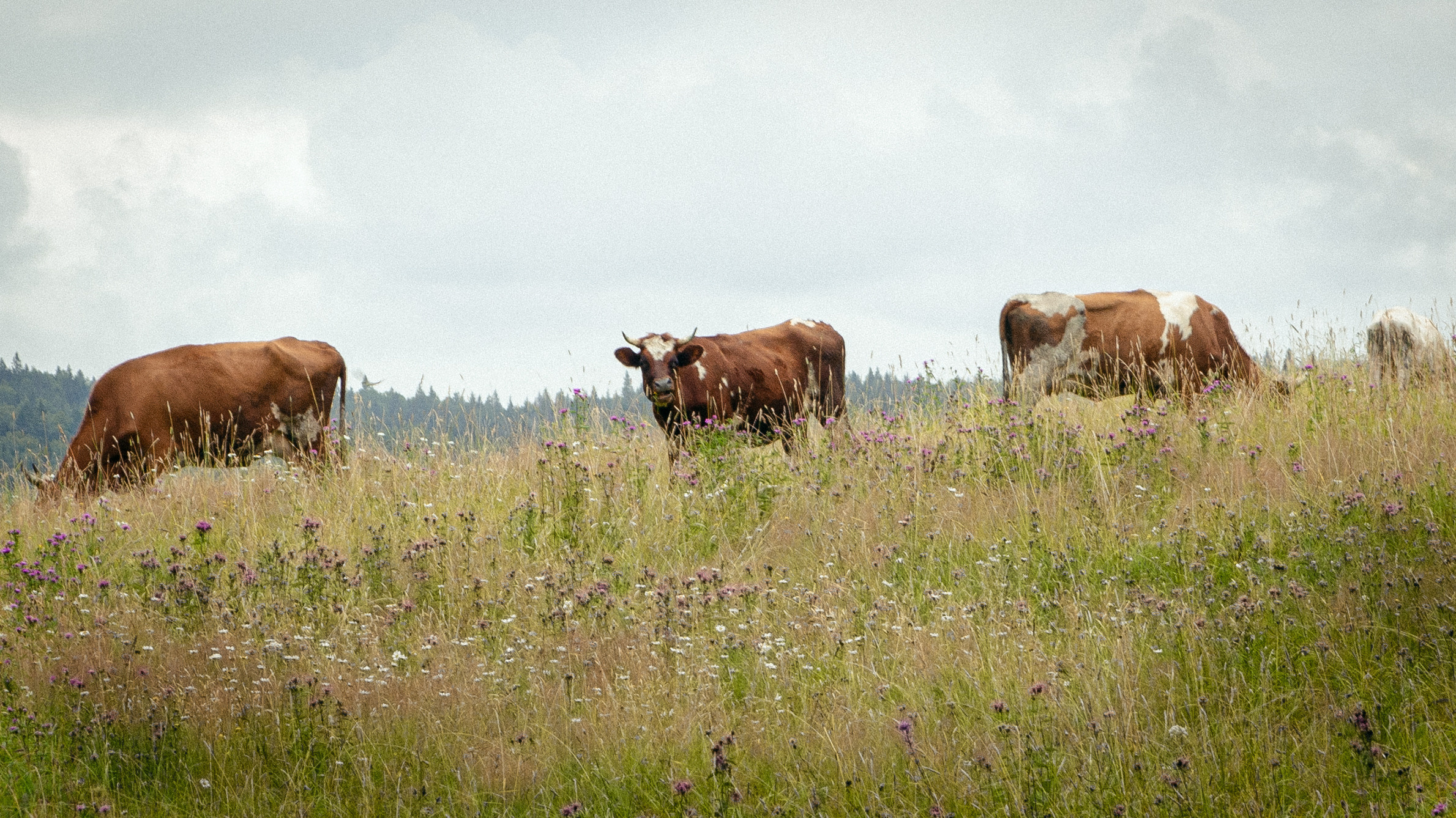 Карелия. Василий Кабайлов Фотограф в Санкт-Петербурге
