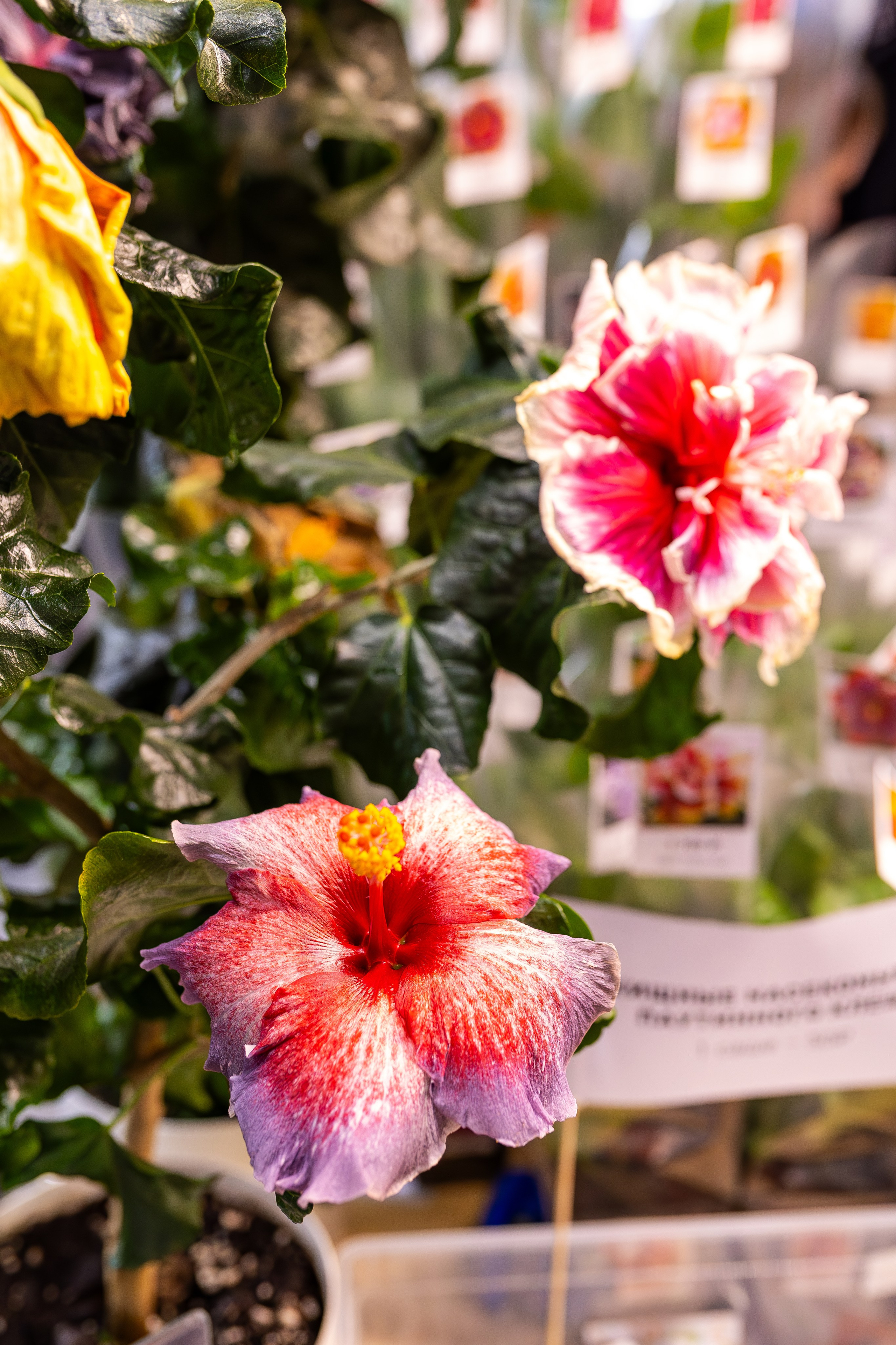 Орхидиум сентябрь 2025. Александра Куликова фотограф, Москва