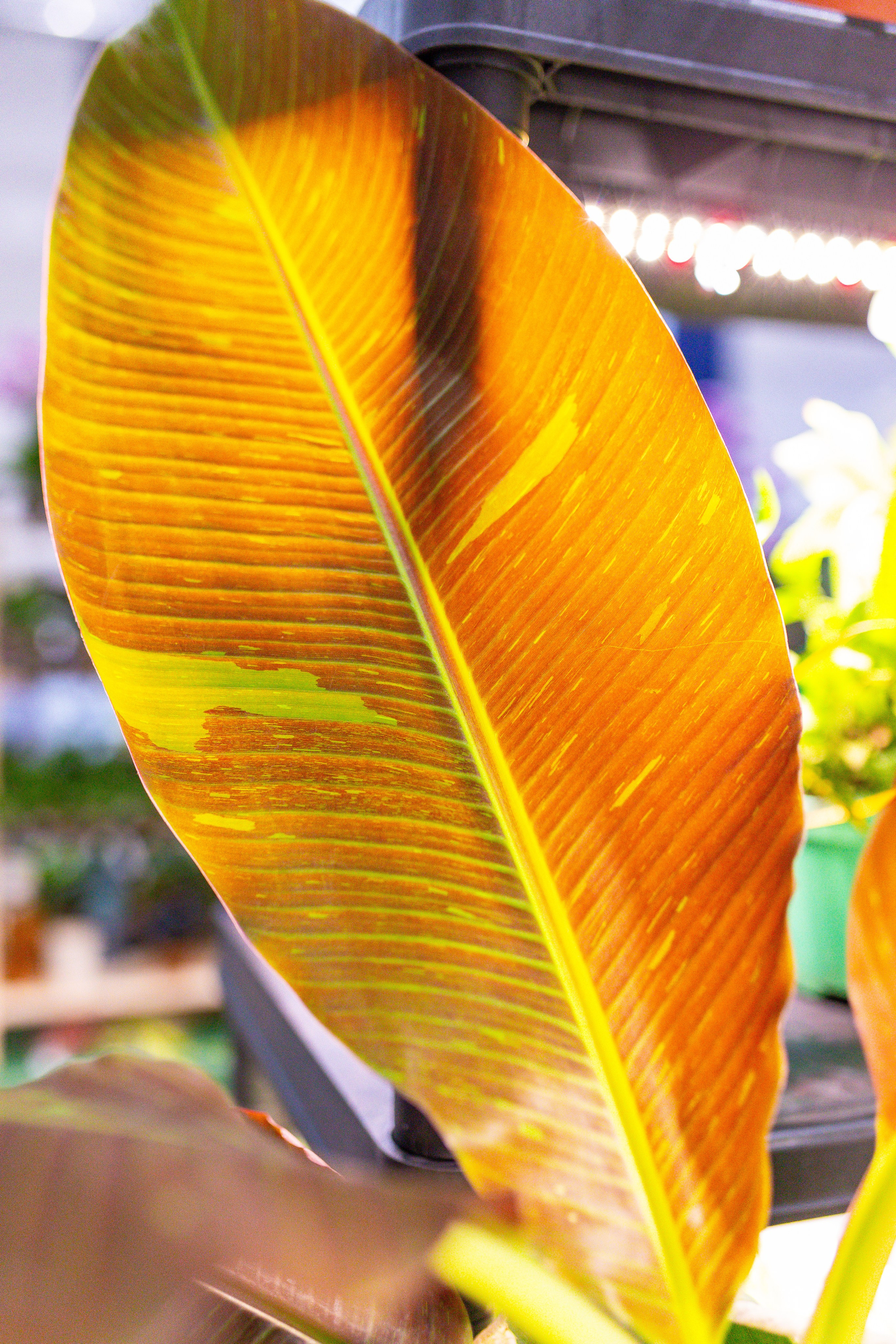 Орхидиум сентябрь 2025. Александра Куликова фотограф, Москва