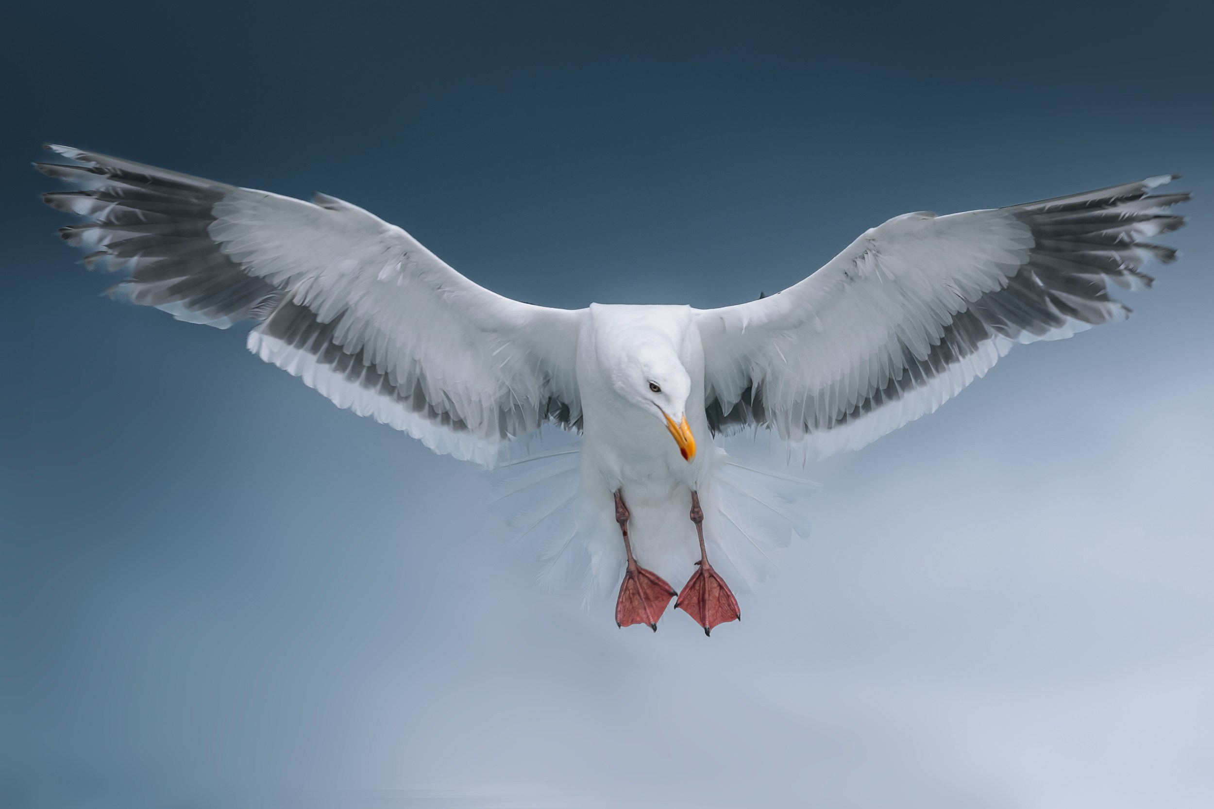 Дикая природа • Wildlife. Елена Ивановой • Профессиональный фотограф