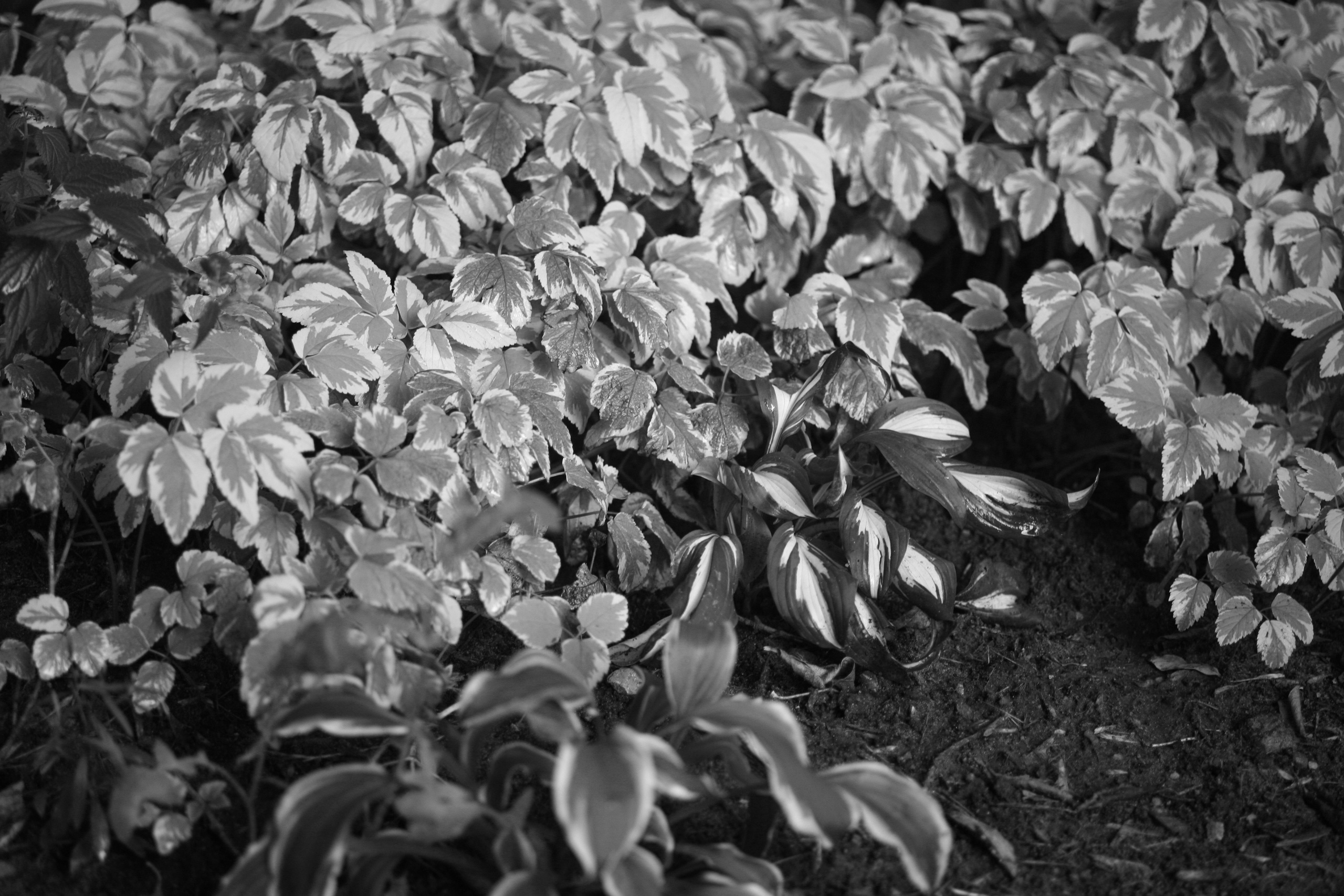 Наталья Алаторцева