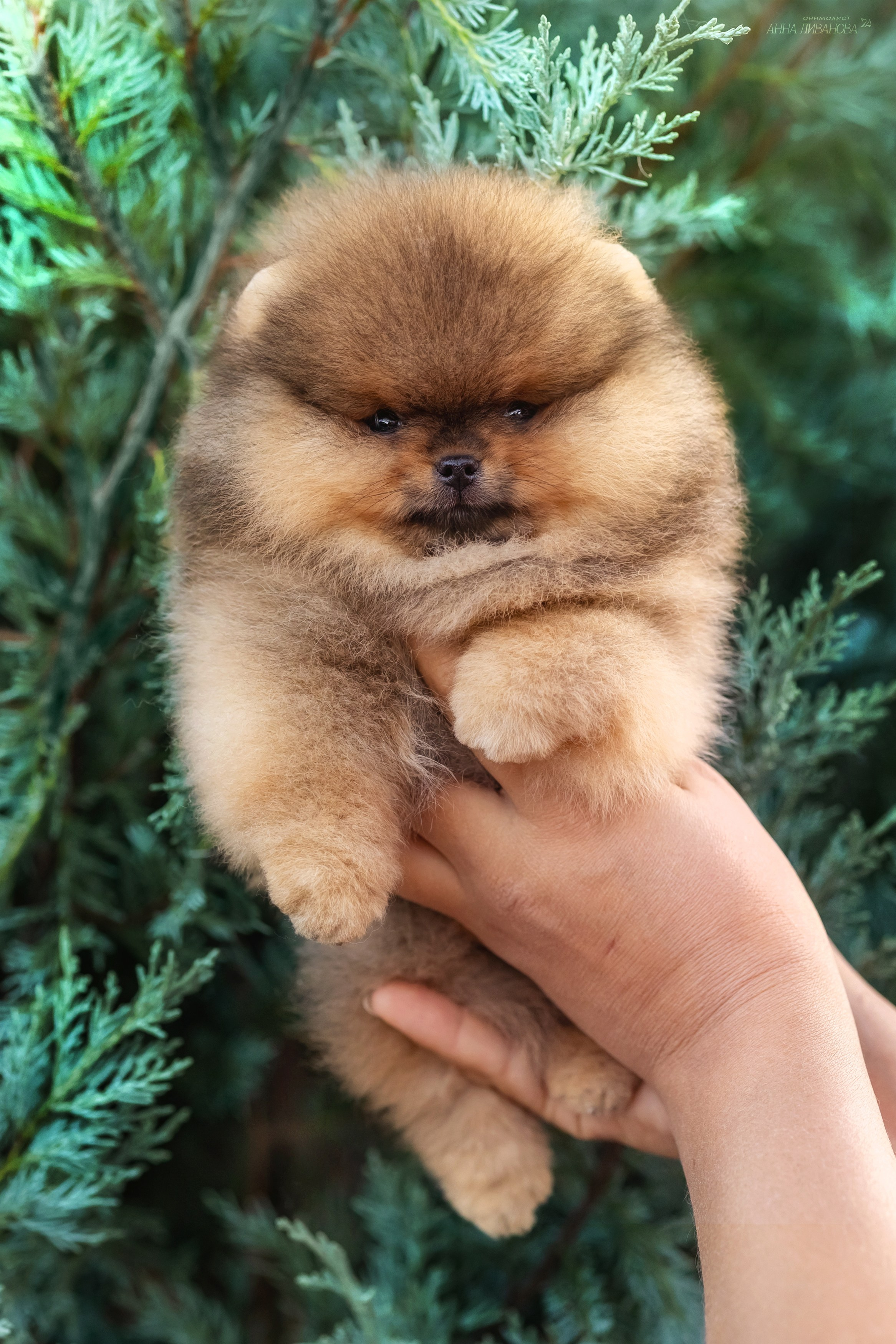 Шпицулики. Фотограф анималист Аня Ливанова | Рыбинск