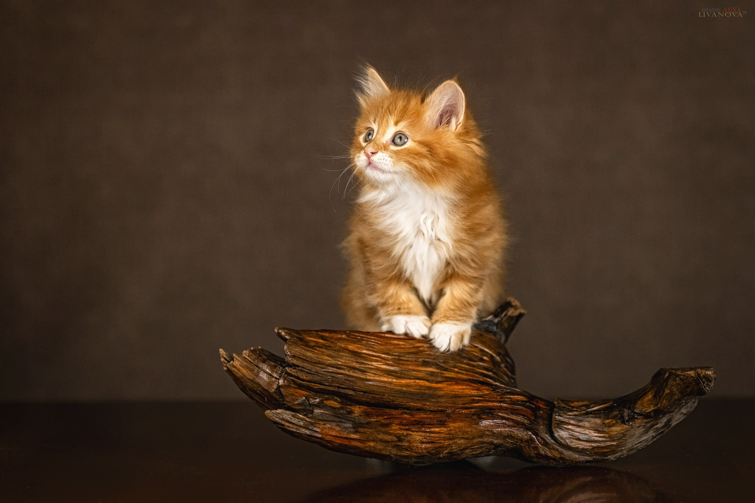 Бобтейлы. Фотограф анималист Аня Ливанова | Рыбинск