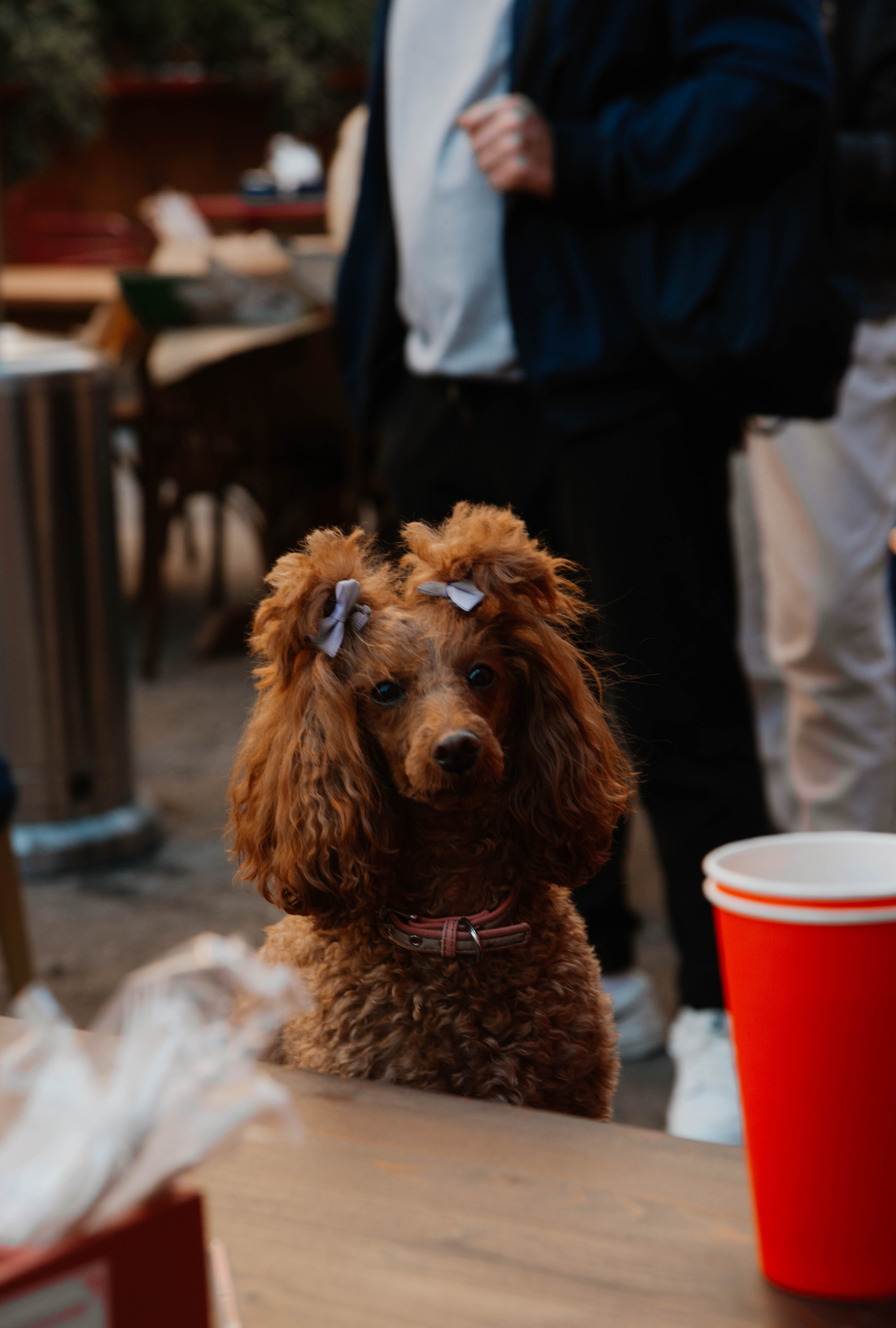 Дог-вечеринка на летнике «Кутёж». Ксения Glossa. Портретный и репортажный фотограф в Самаре