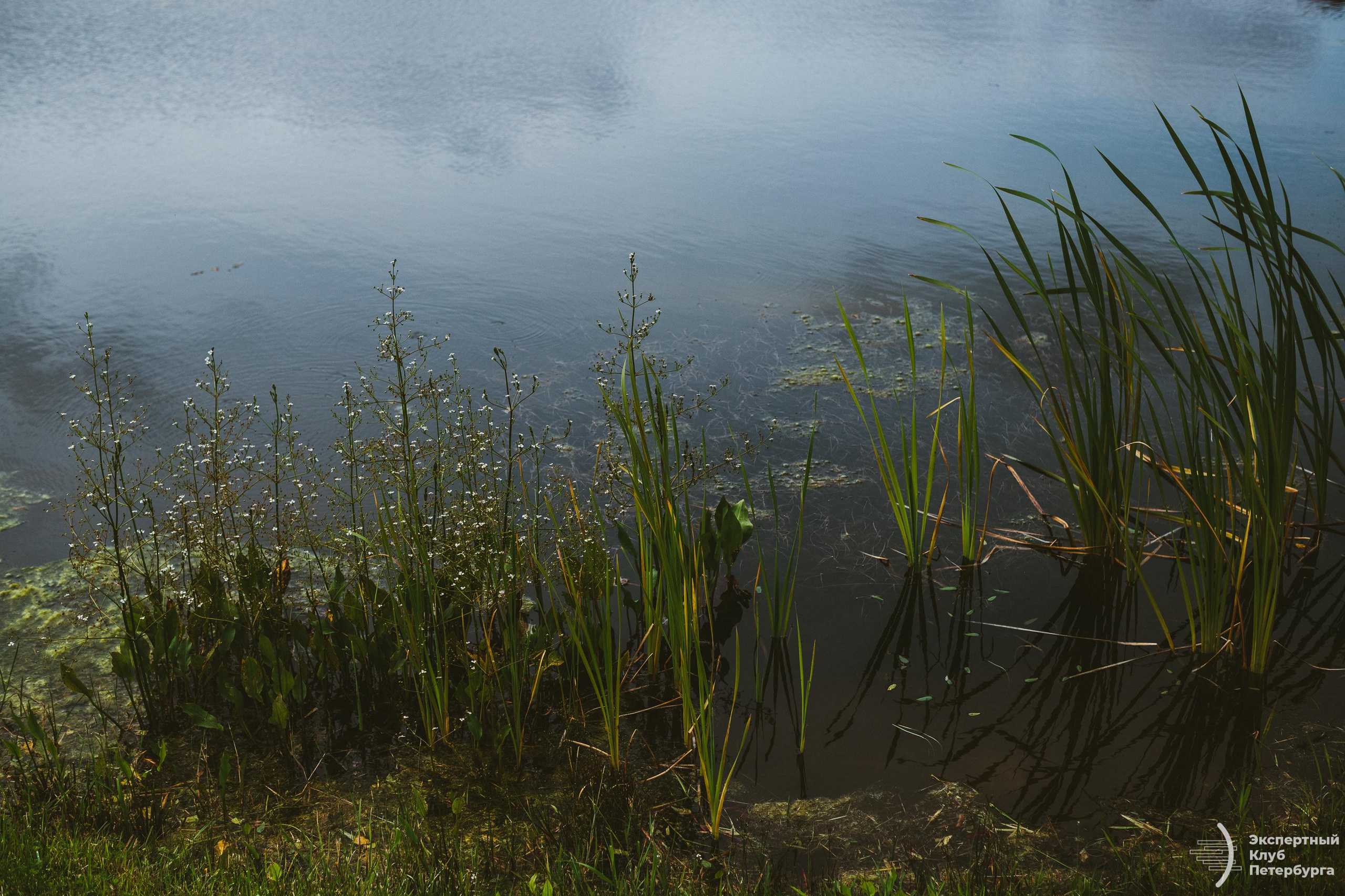 Экспертный клуб Петербурга «Гольфклуб» 2019. Фотограф Мария Немм