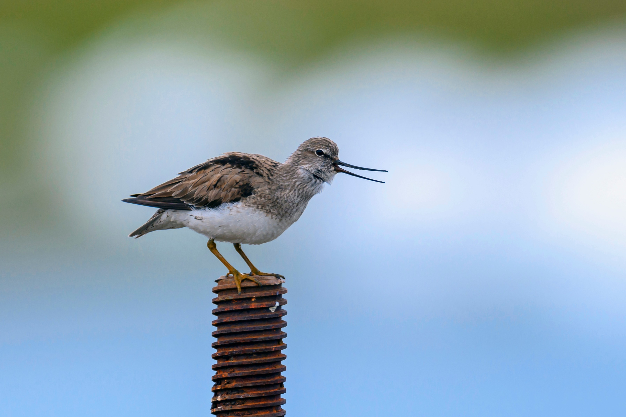 Пустельга и мородунка. Wildlife photography by Sergey Puponin