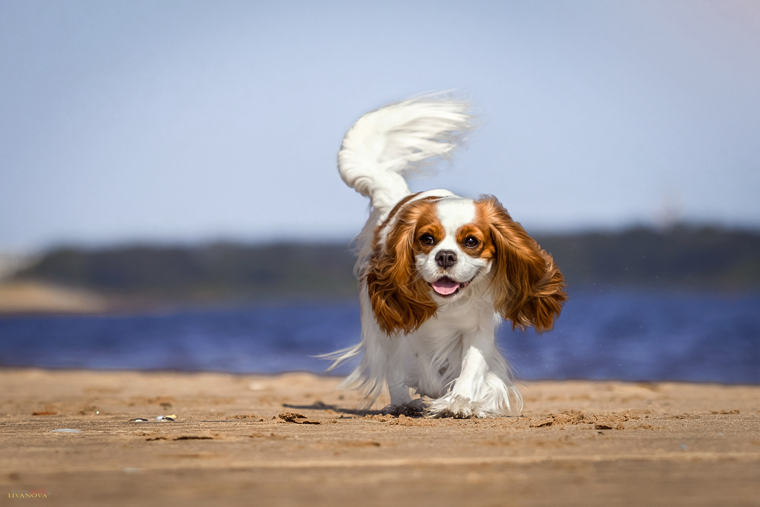 Аня и Миля. Фотограф анималист Аня Ливанова | Рыбинск