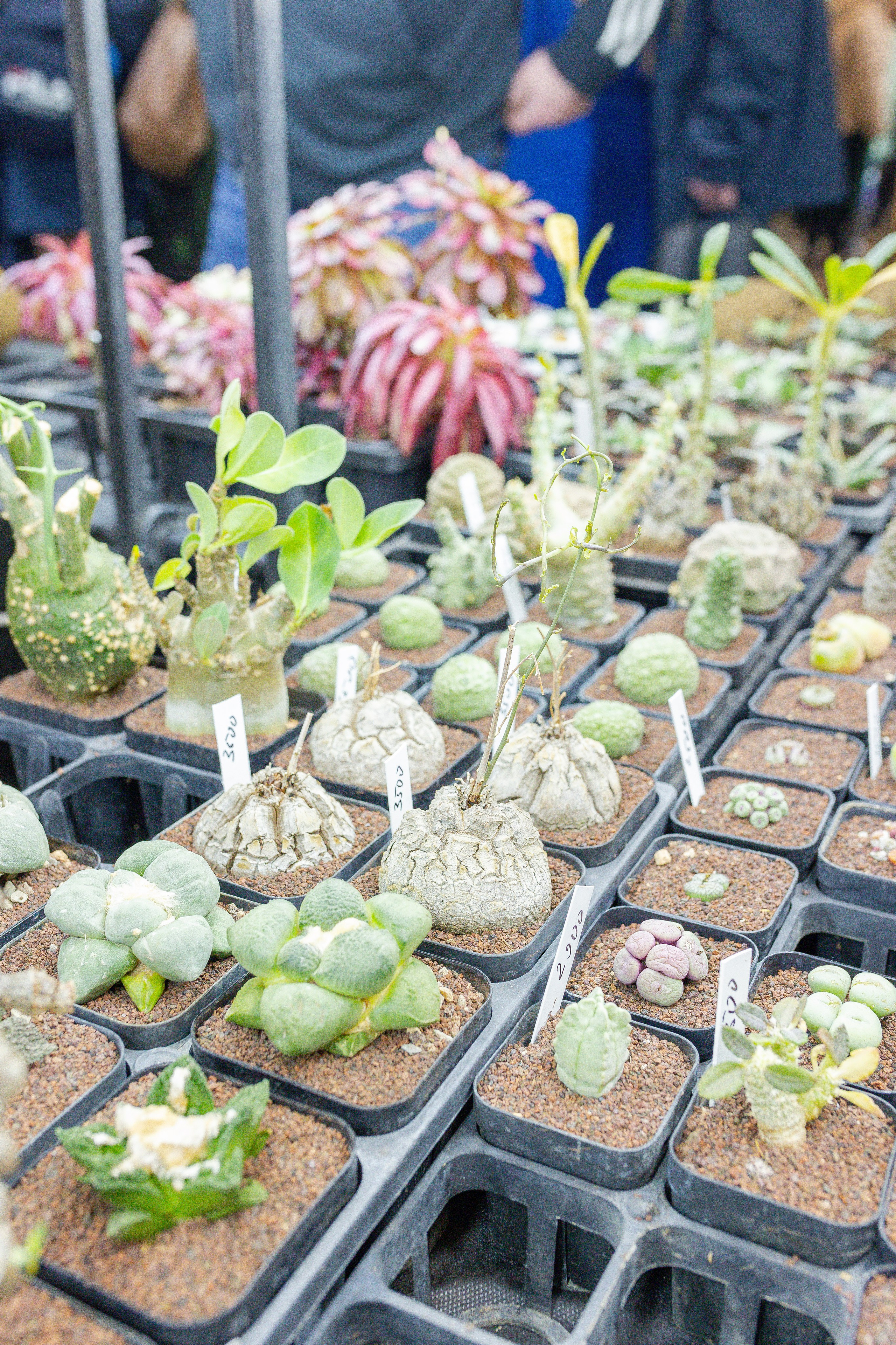 Кактус Фест. Александра Куликова фотограф, Москва