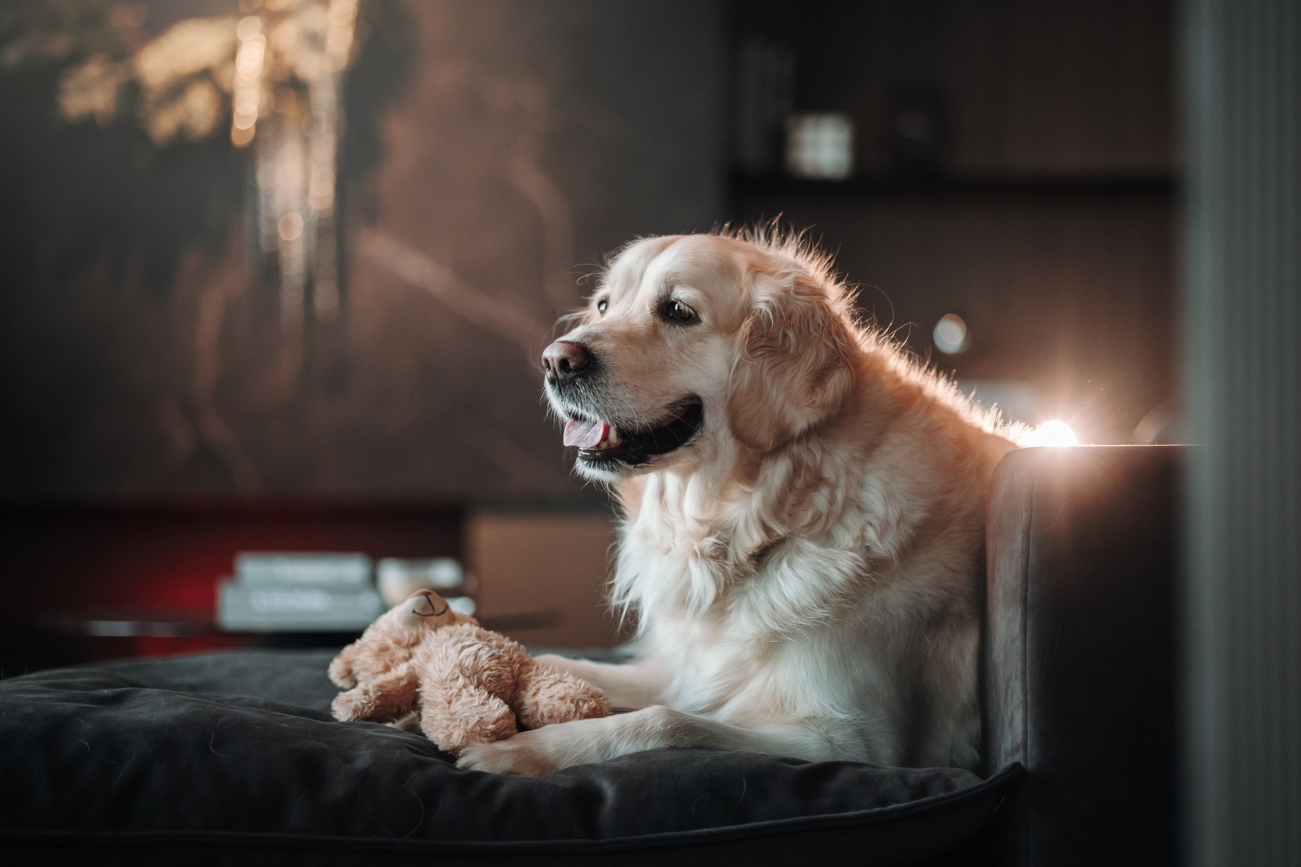 Вика и Рози. Фотограф — Анималист | Санкт-Петербург