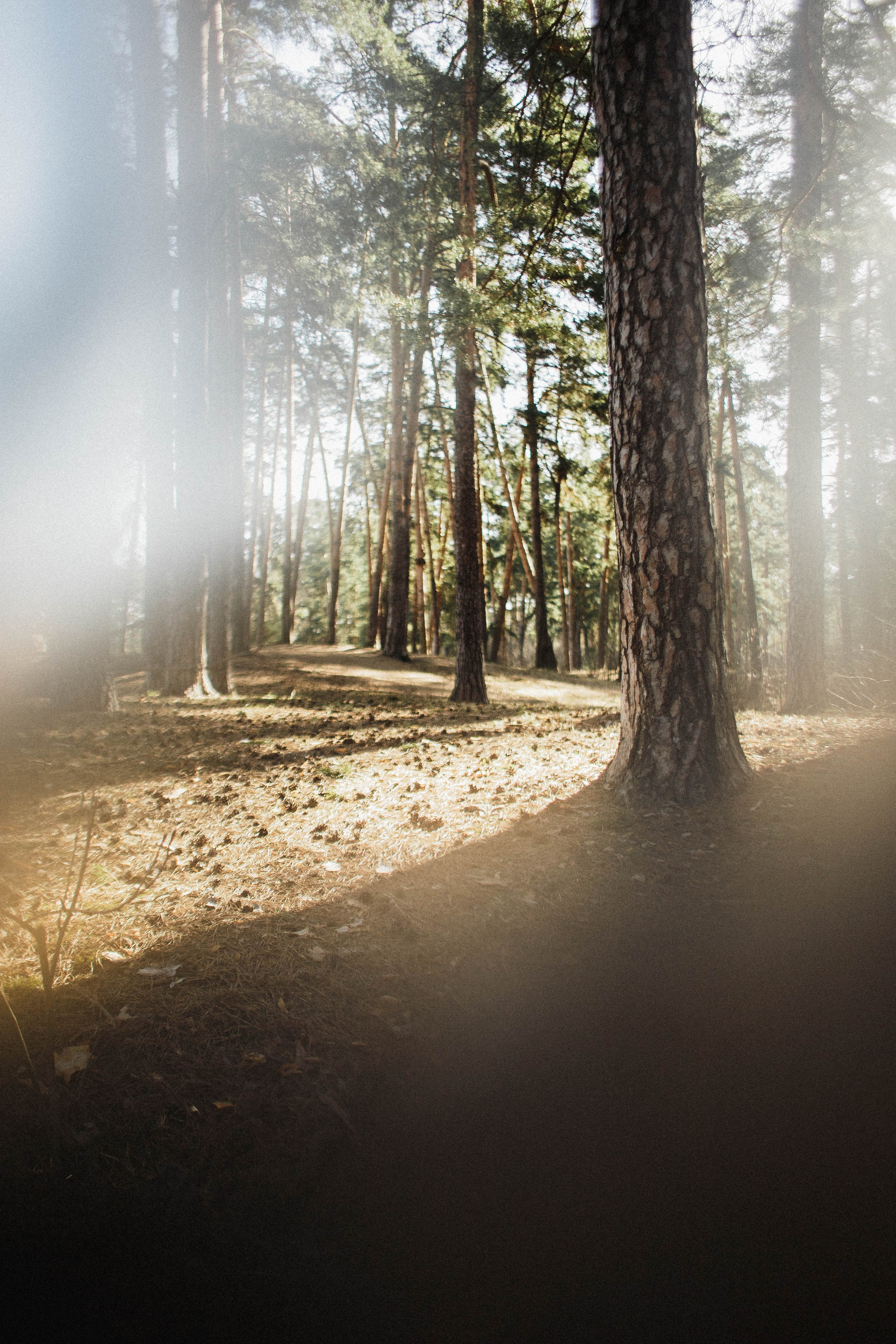 Дарья в корнях. Фотограф в Нижнем Новгороде