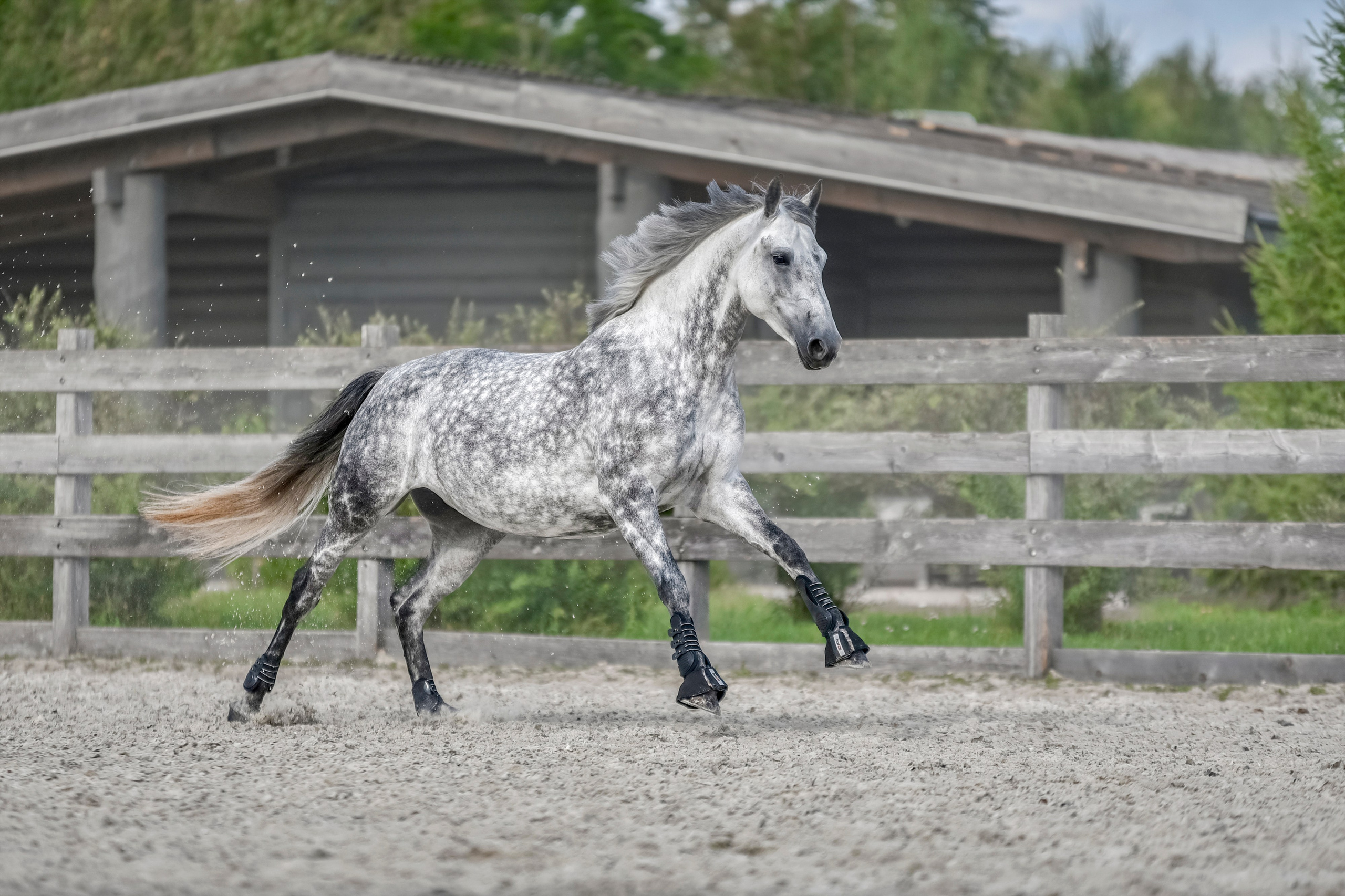 Лошади на свободе, съемка лошадей, экстерьерная съемка, фотосессия
