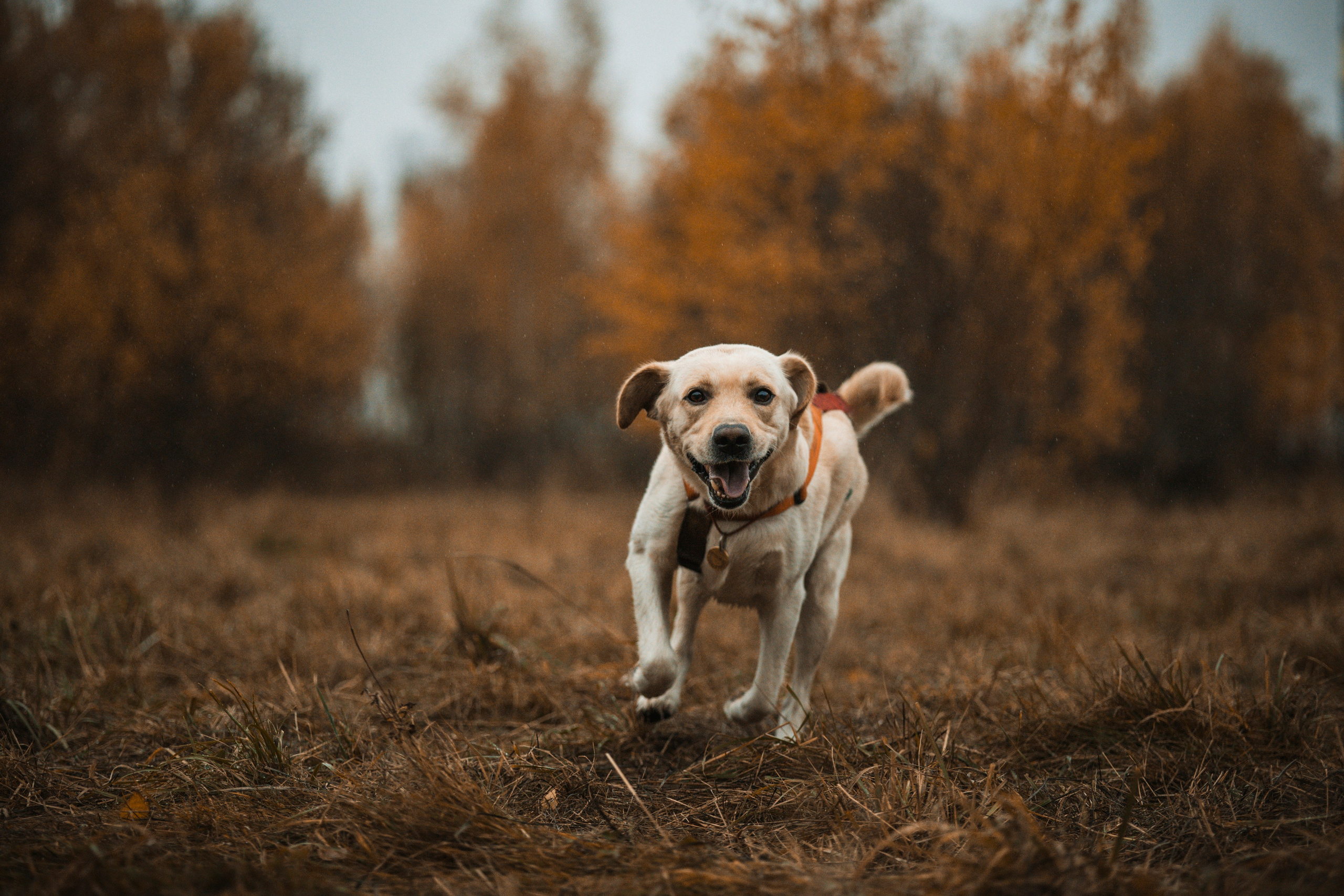 Съемка с собакой. Анастасия Белаш