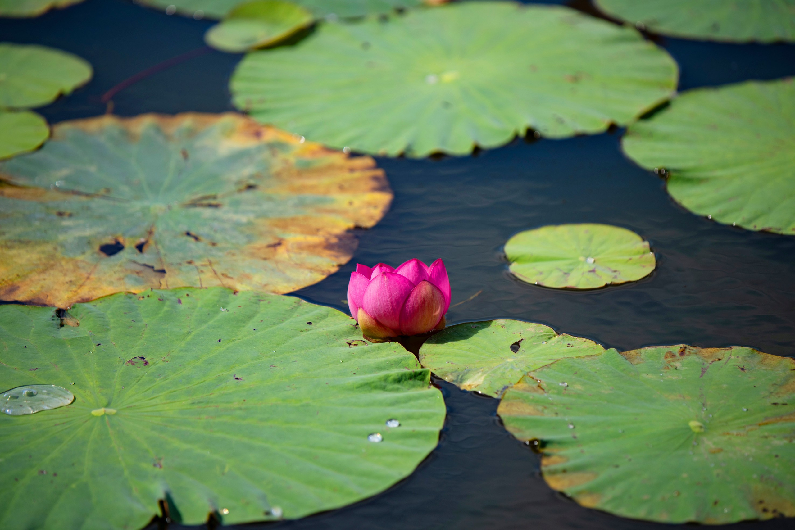 Природа Хабаровского края. Команда фотографов Кристины Ивановой