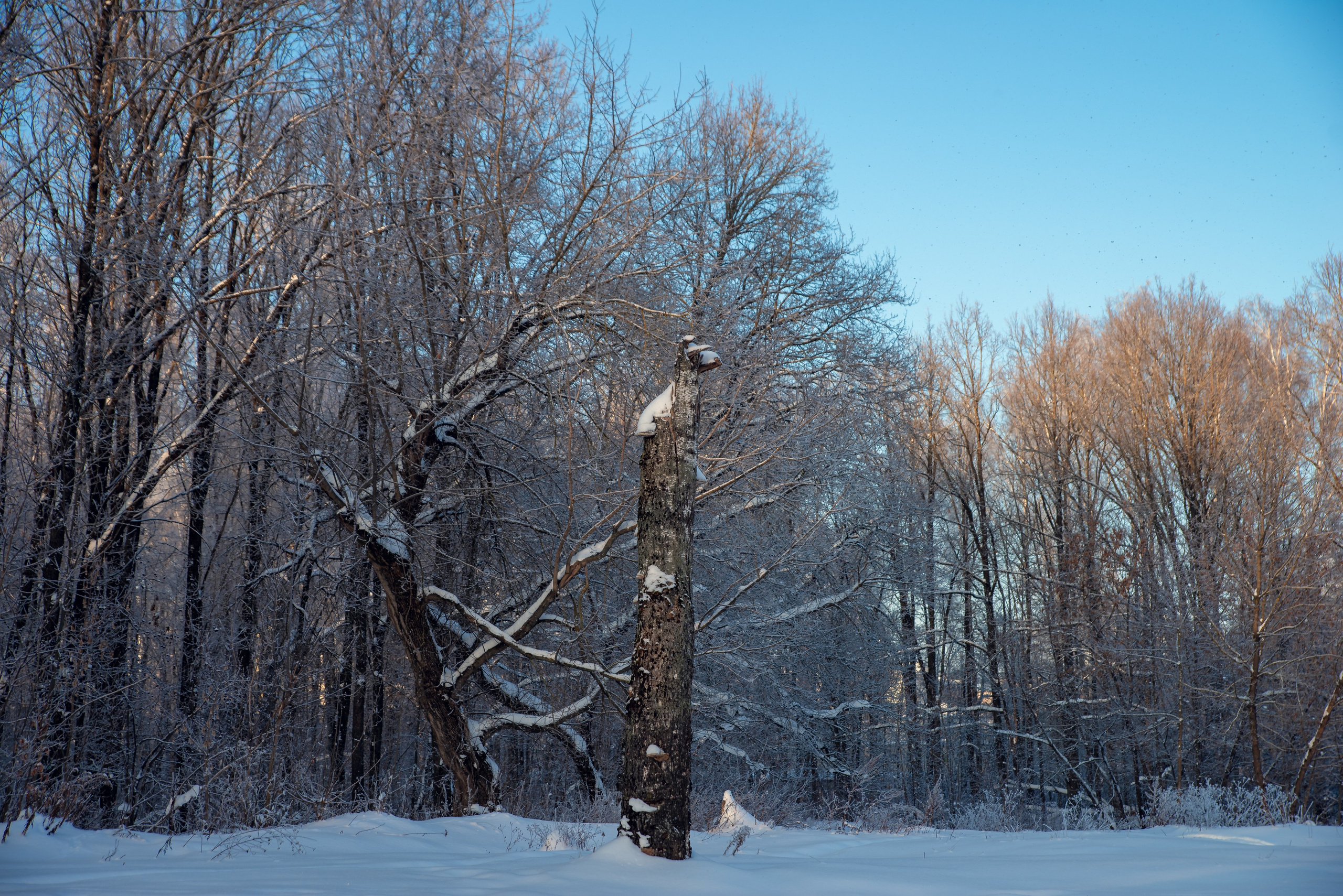 Зимушка зима. Фотограф Крещение Венчание Москва