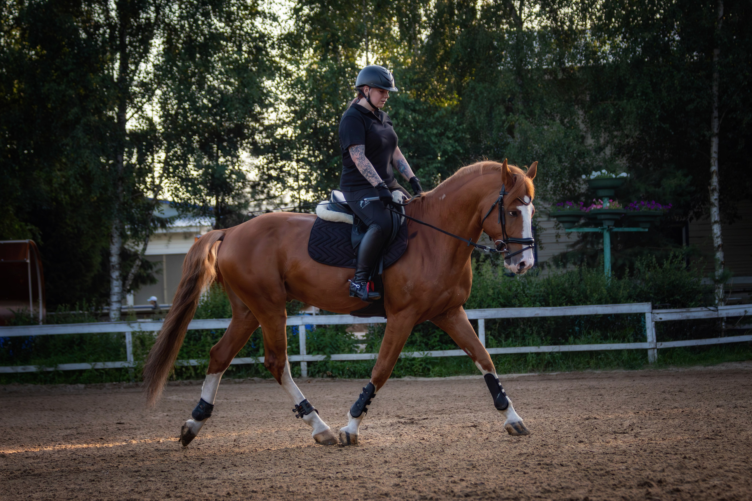 Таисия и Камелот. Фотограф анималист — Тула, Москва