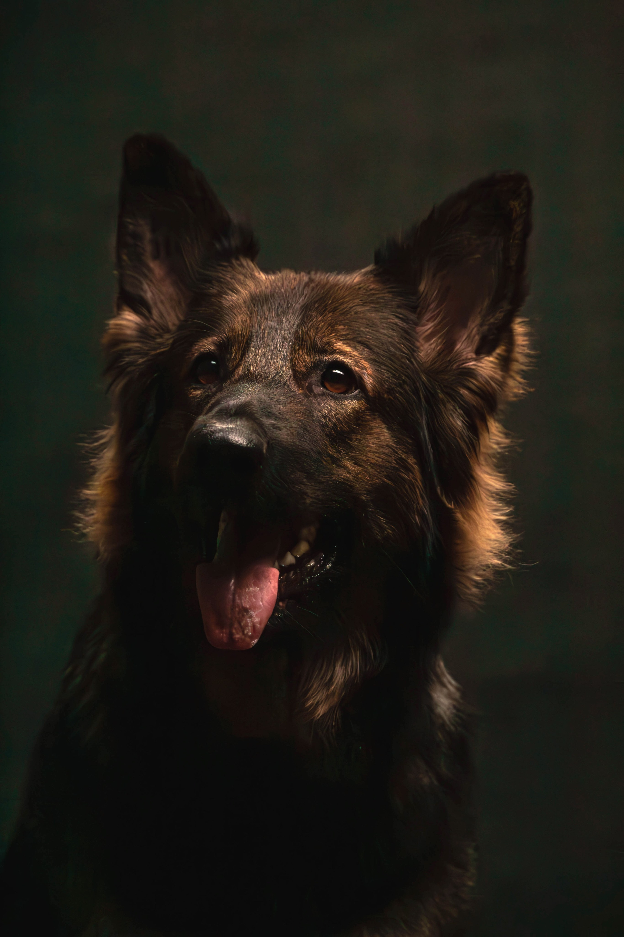 Елена, Honney Highlight и Эрафия. Фотограф анималист — Тула, Москва