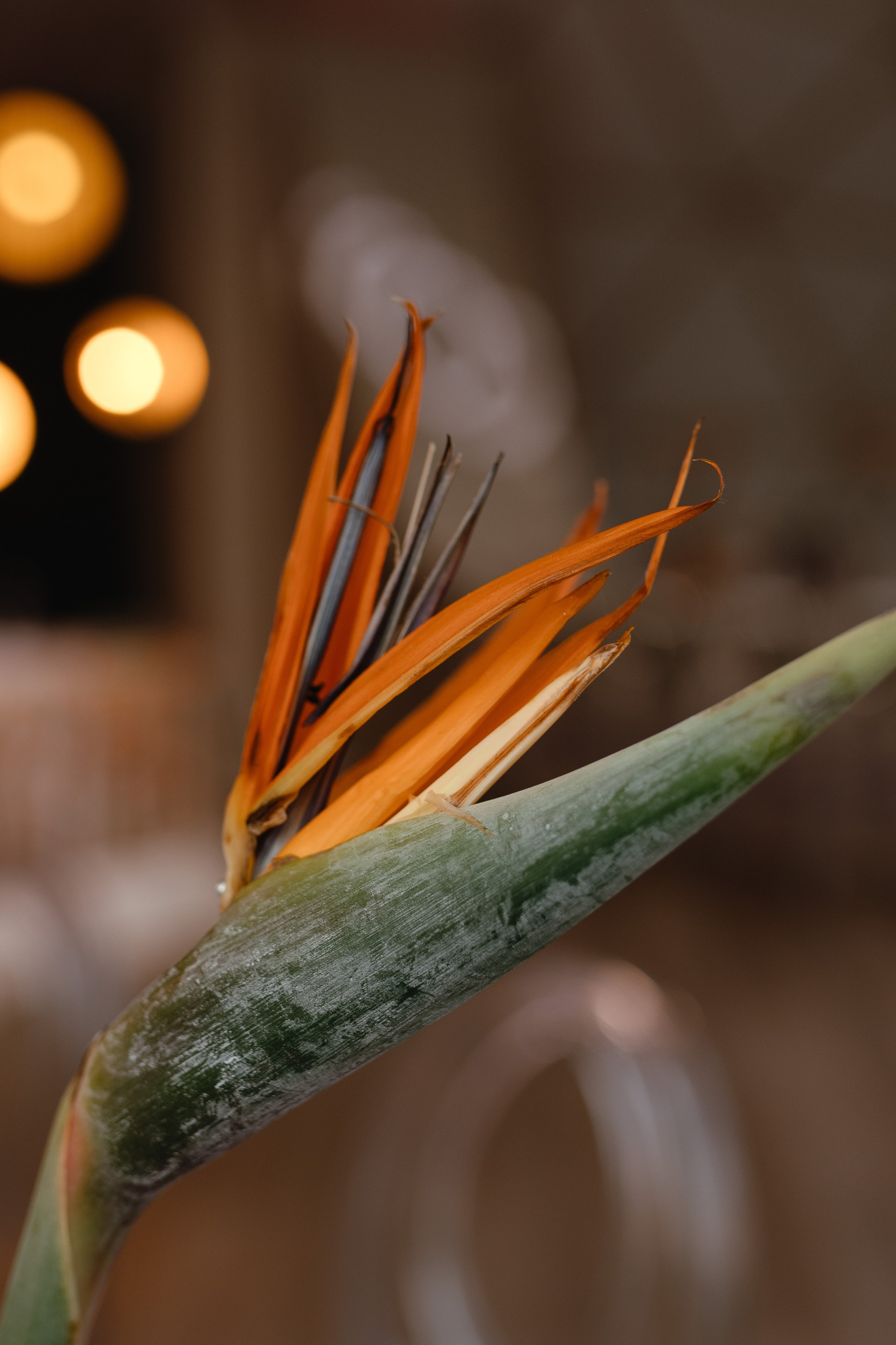 Петр и Екатерина. Свадебный и семейный фотограф во Владимире Белашова Анастасия