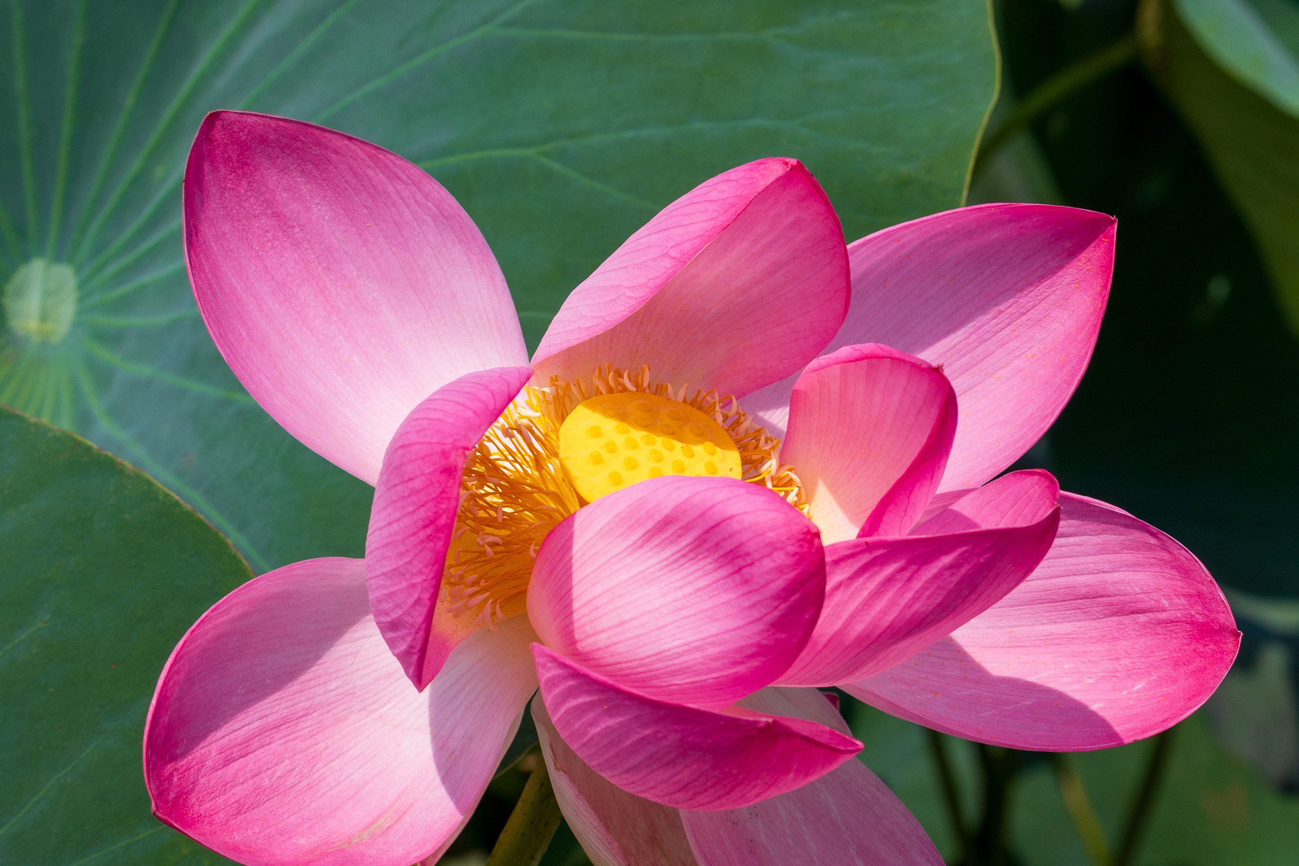 ЛОТОСЫ. Фотограф Владимир Роля