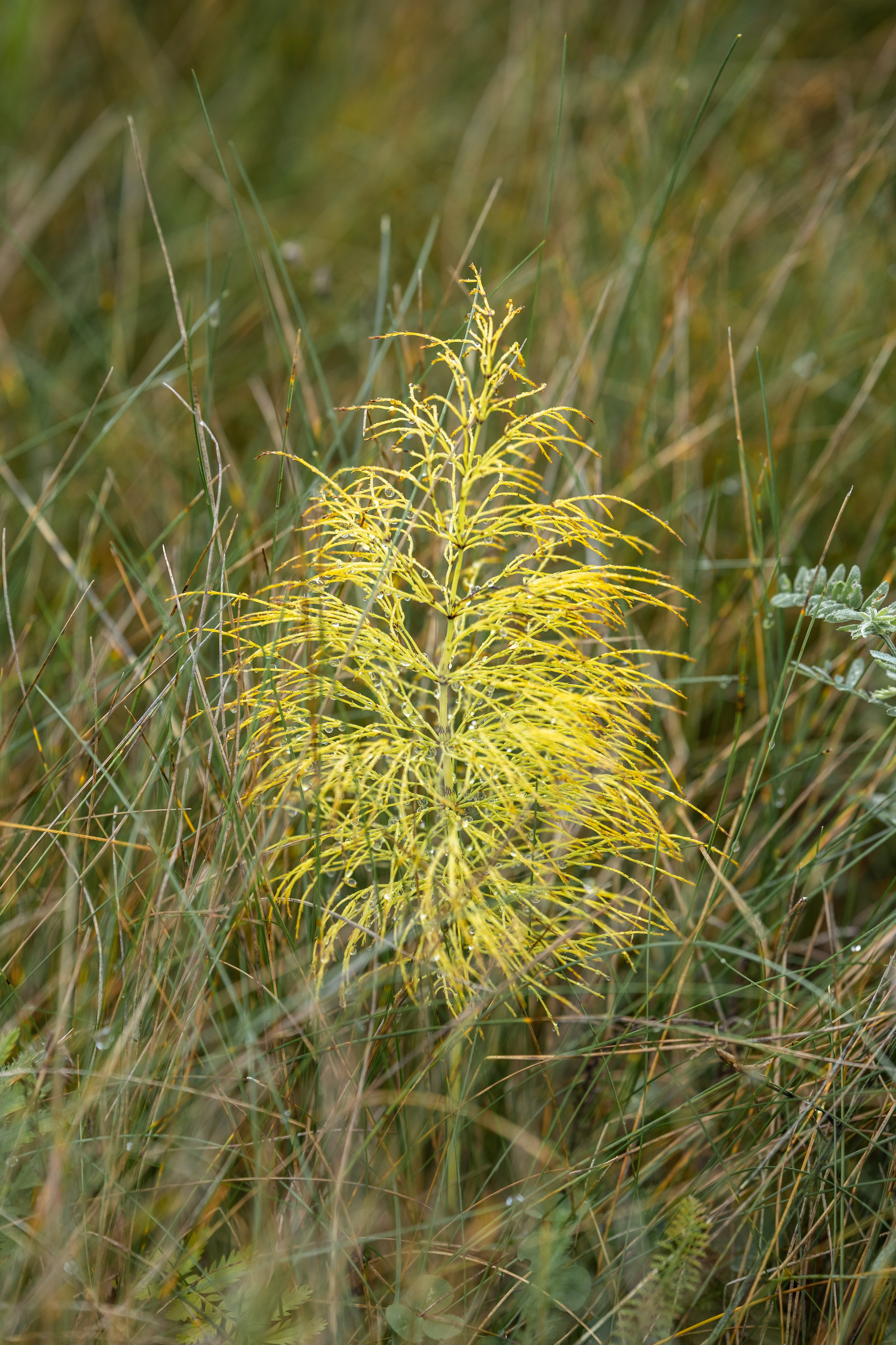 Природные пейзажи. Наталия Клевинскас портретный фотограф в Костроме