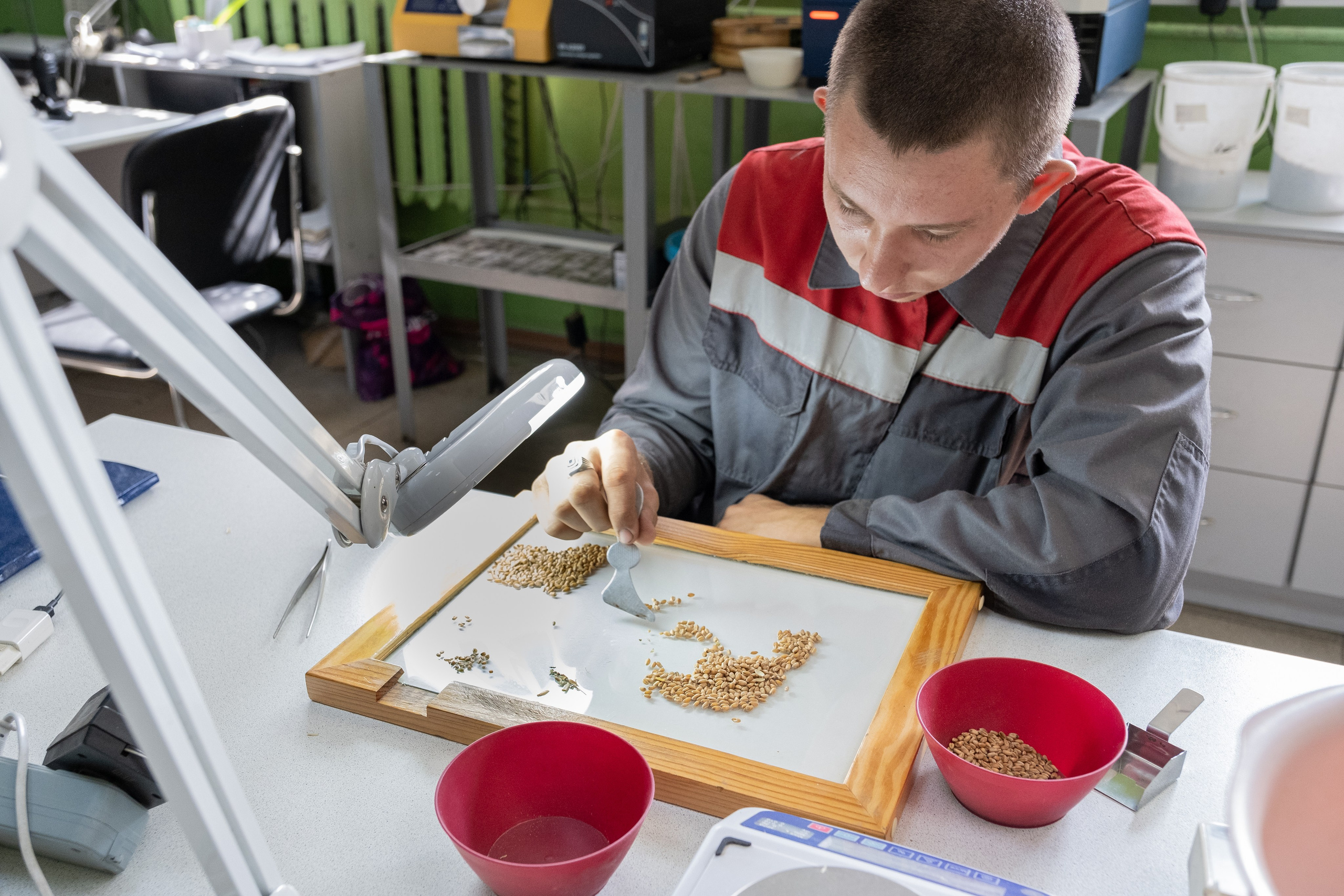 Лаборатория элеватора оценка новой партии пшеницы 