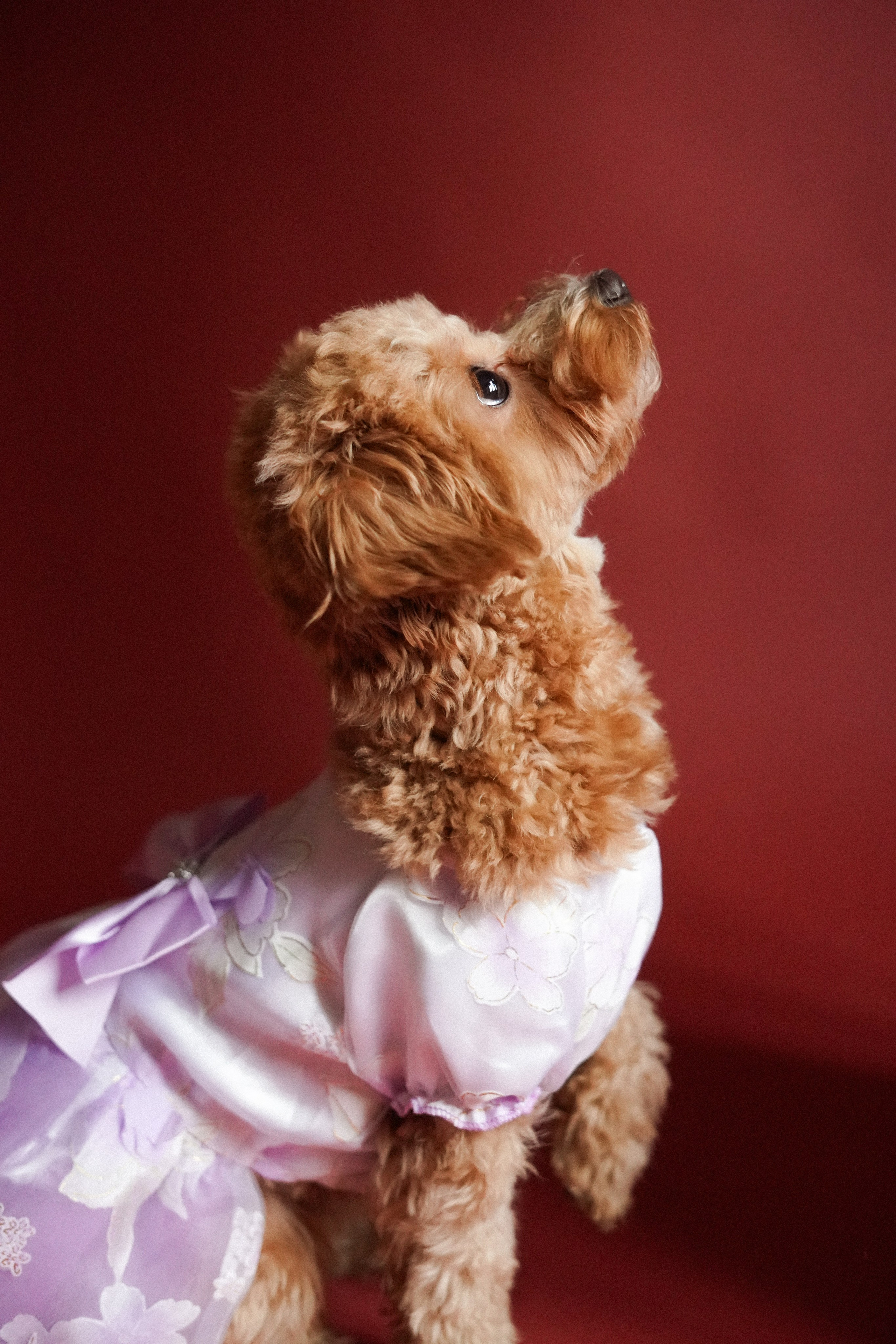 Индивидуальные съемки #3. Концертный и репортажный фотограф Ханты-Мансийск Воинская Татьяна