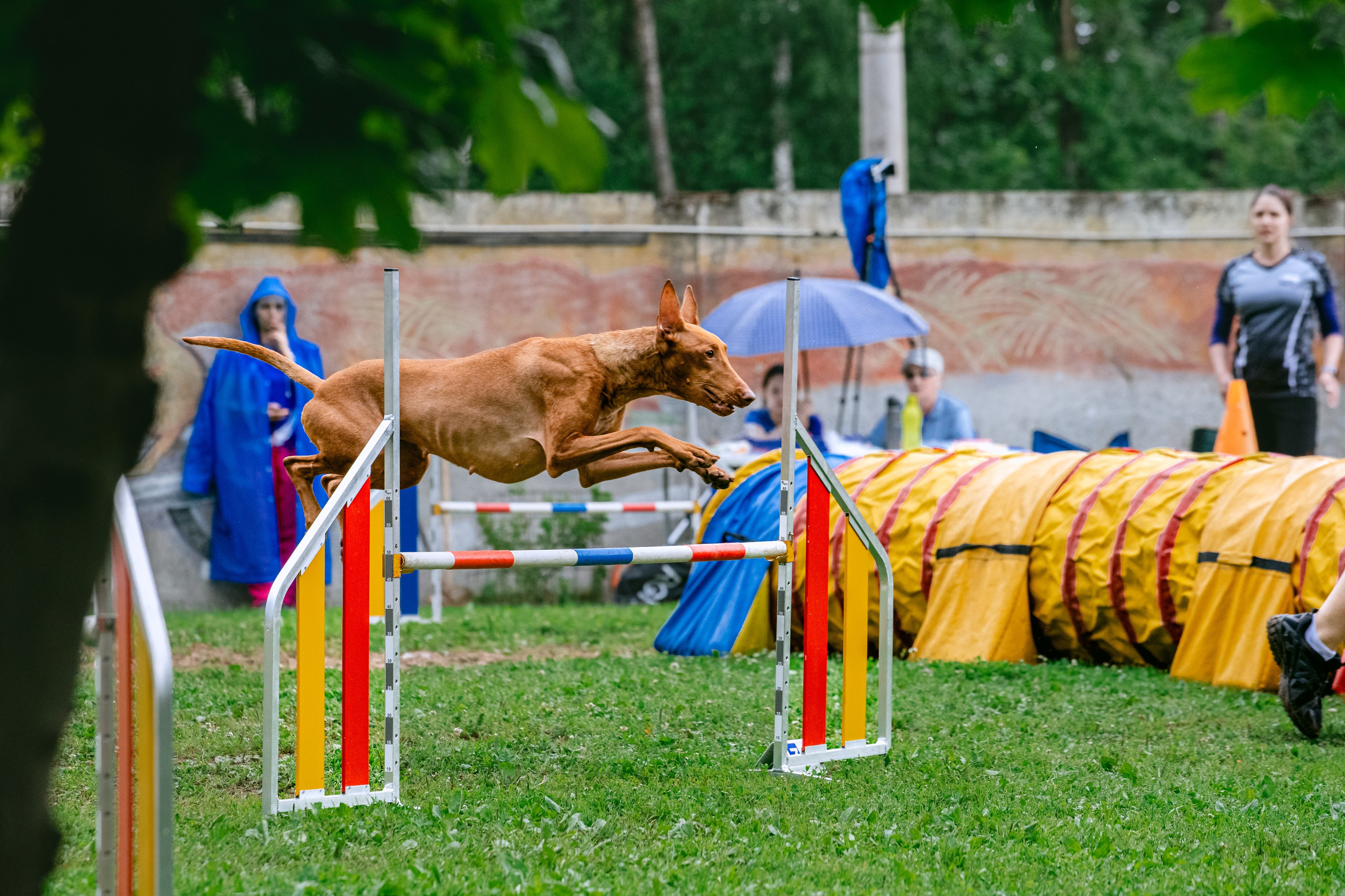 Соревнования по аджилити Долгопрудный 30.06.2025. Фотограф-анималист Татьяна Степанова