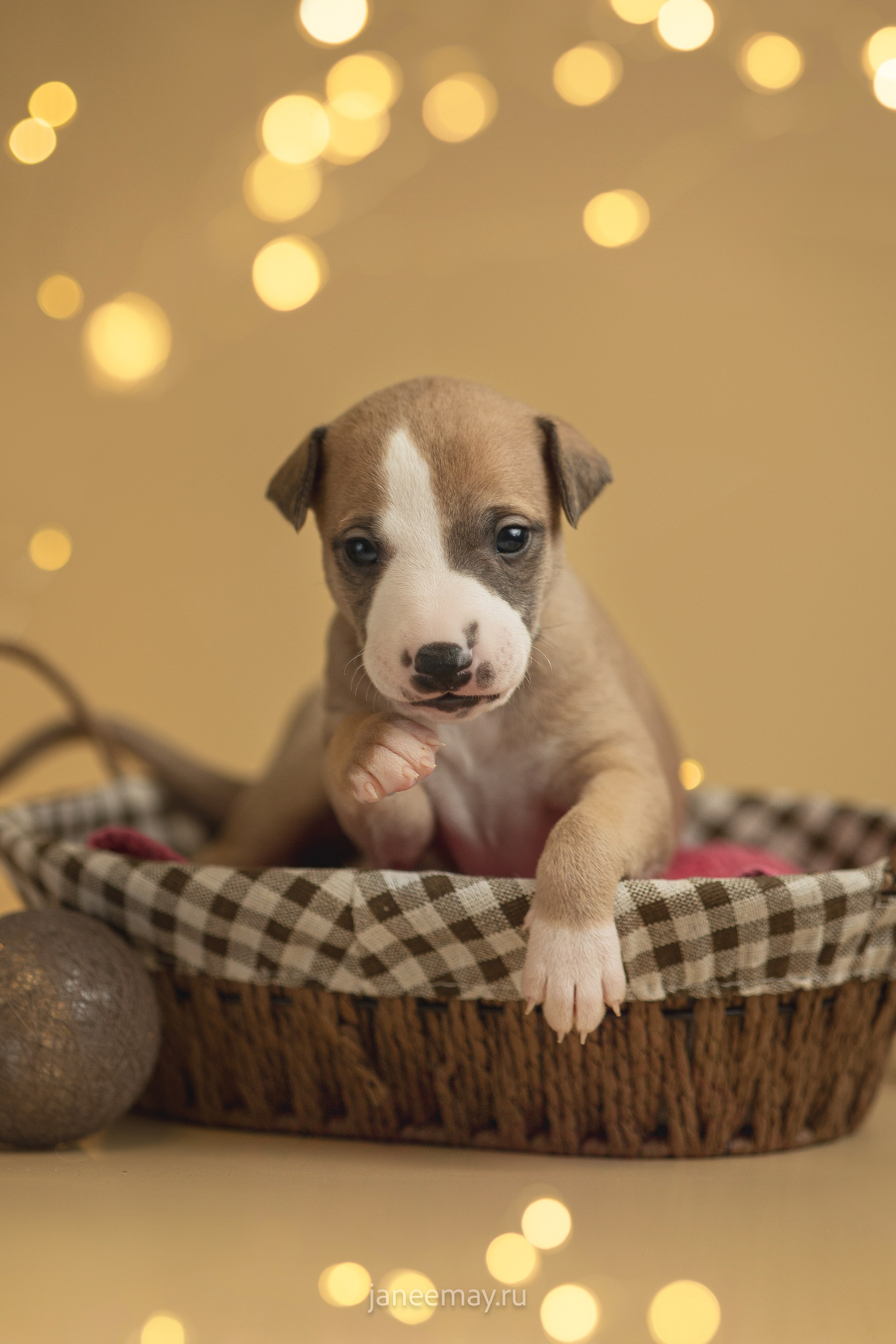 Малыши уиппеты Великбековых. Фотограф анималист в Москве Майорова Евгения