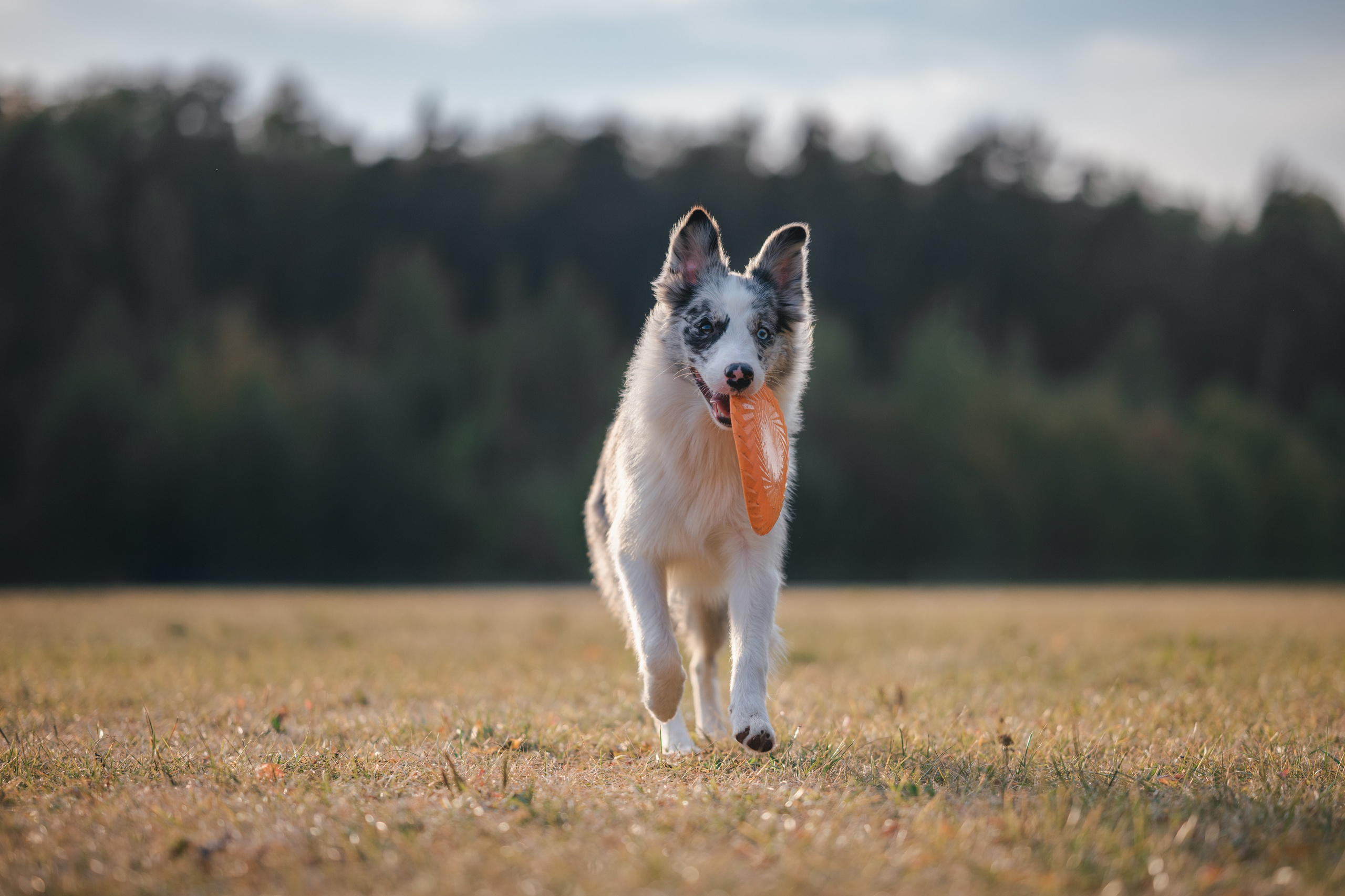 Бордерколли и фрисби. Фотограф Анималист в Москве Анастасия Жучкова