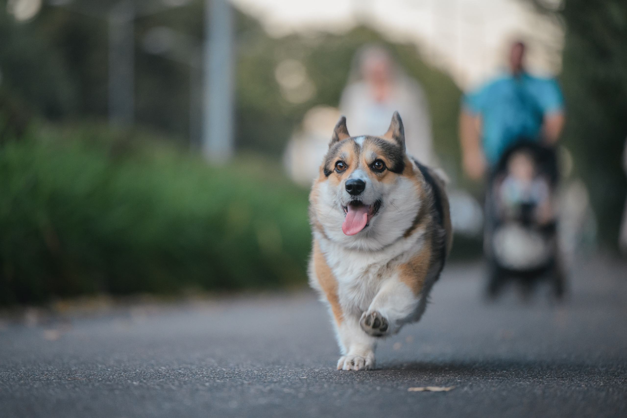 Ева, Леша и Лаванда. Фотограф Анималист в Москве Анастасия Жучкова