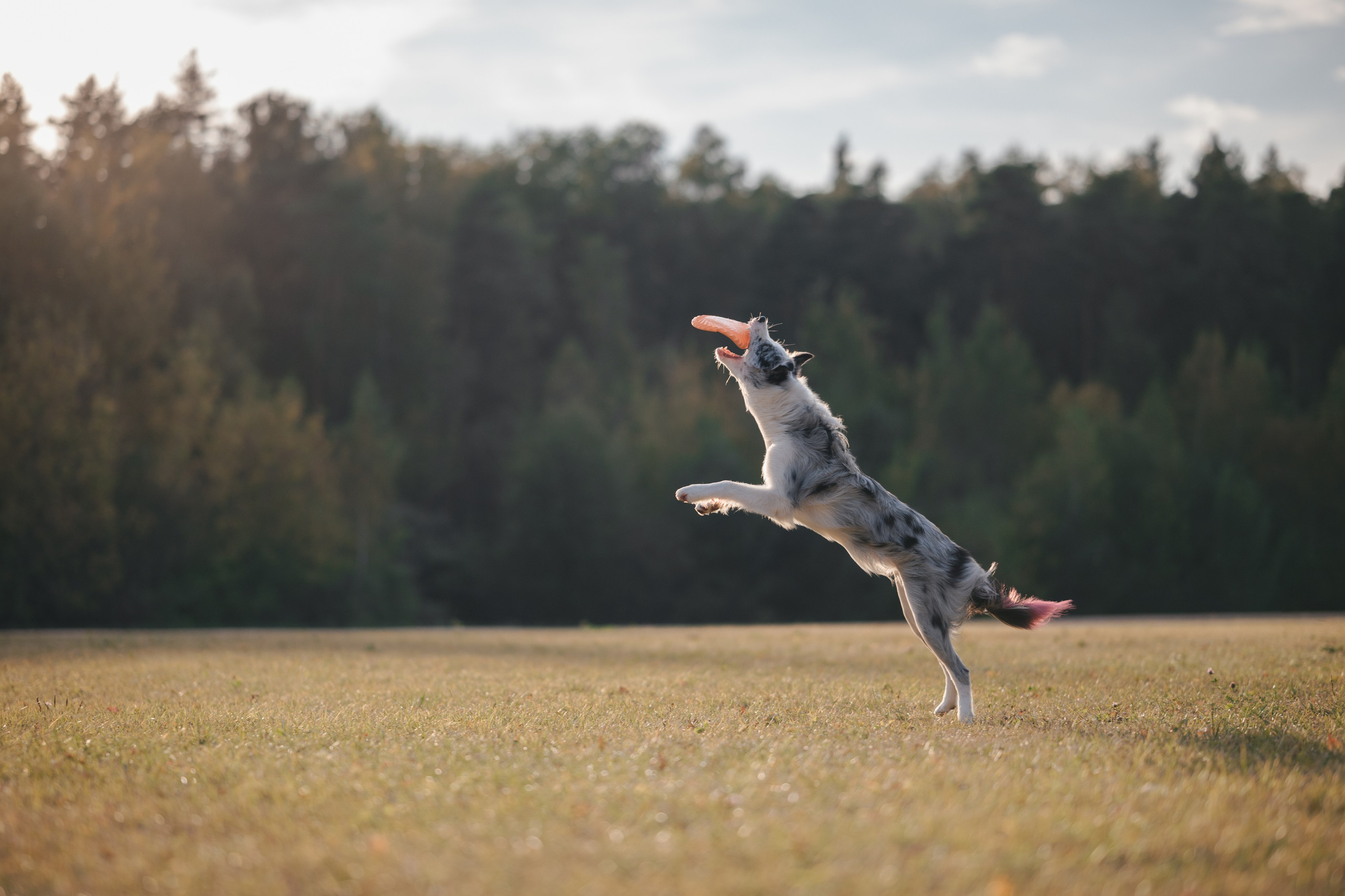 Бордерколли и фрисби. Фотограф Анималист в Москве Анастасия Жучкова