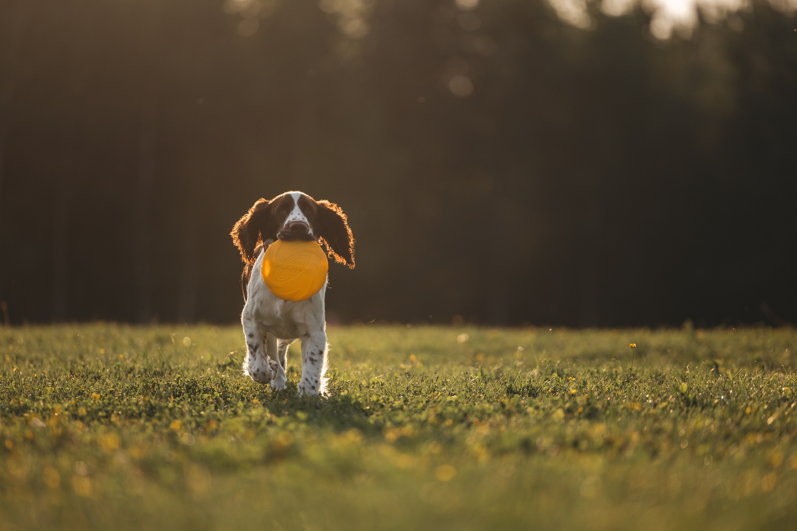 На закате. Фотограф Анималист в Москве Анастасия Жучкова