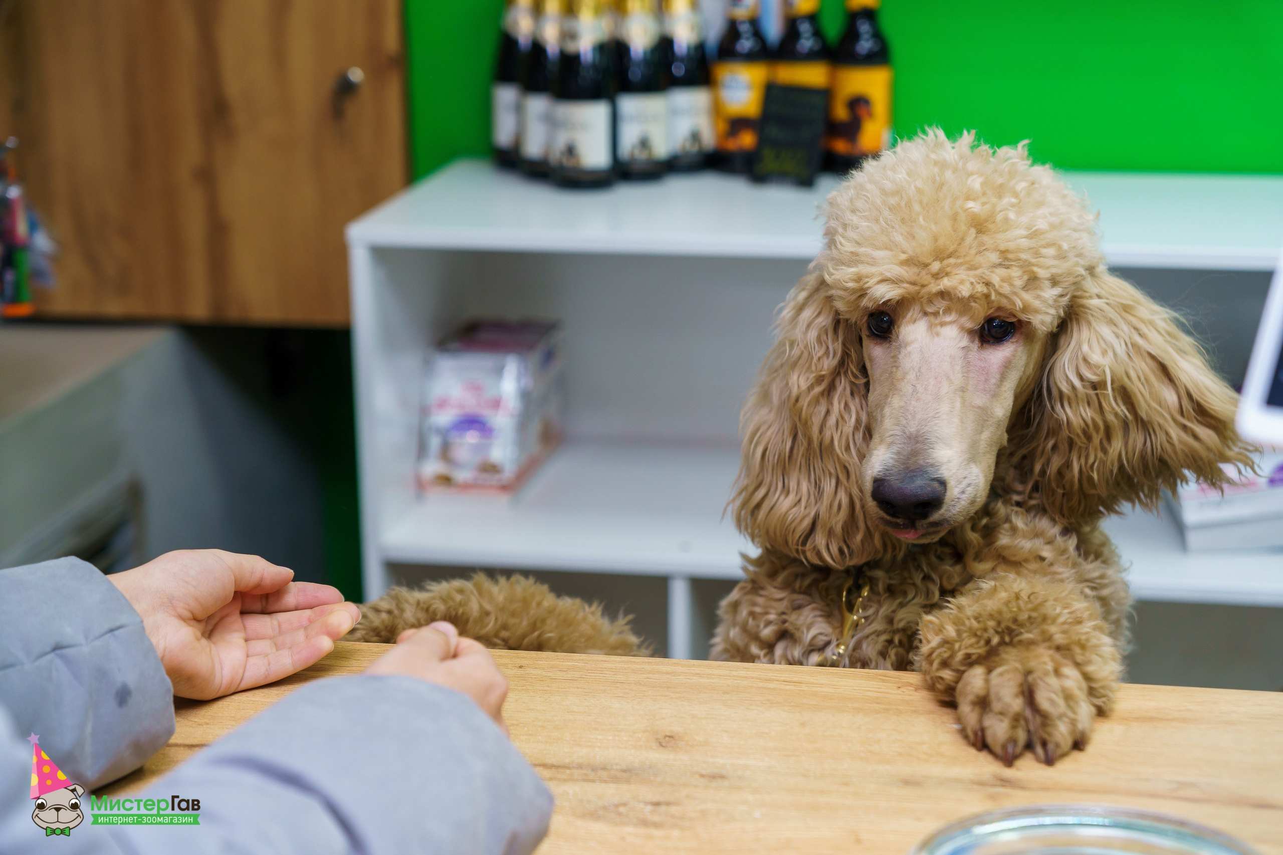 Мистер Гав -13 лет!. Фотограф Челябинск · Ольга Серебрякова