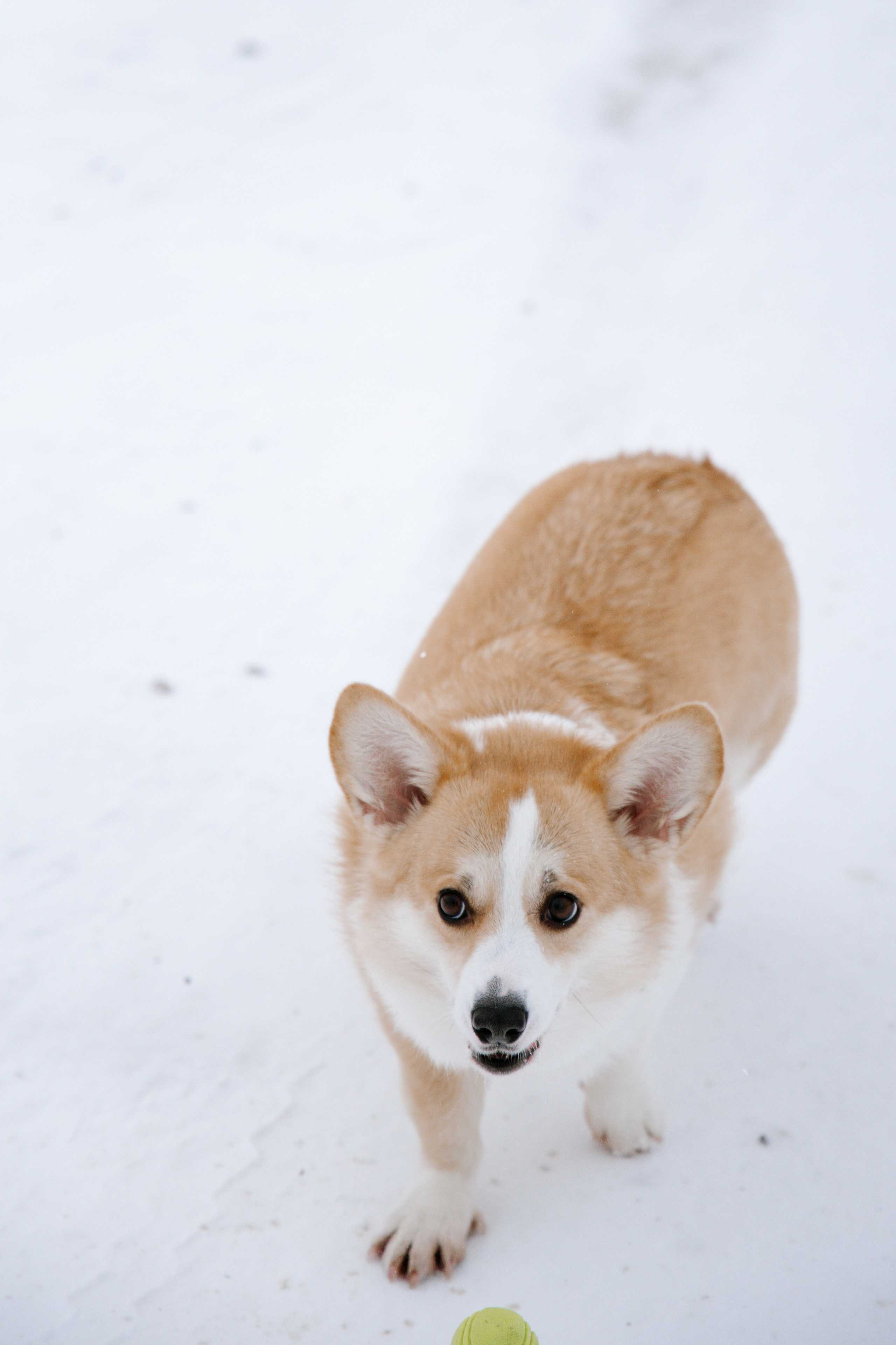 Питомцы. Семейный фотограф | Керчь | Ивановская Виктория