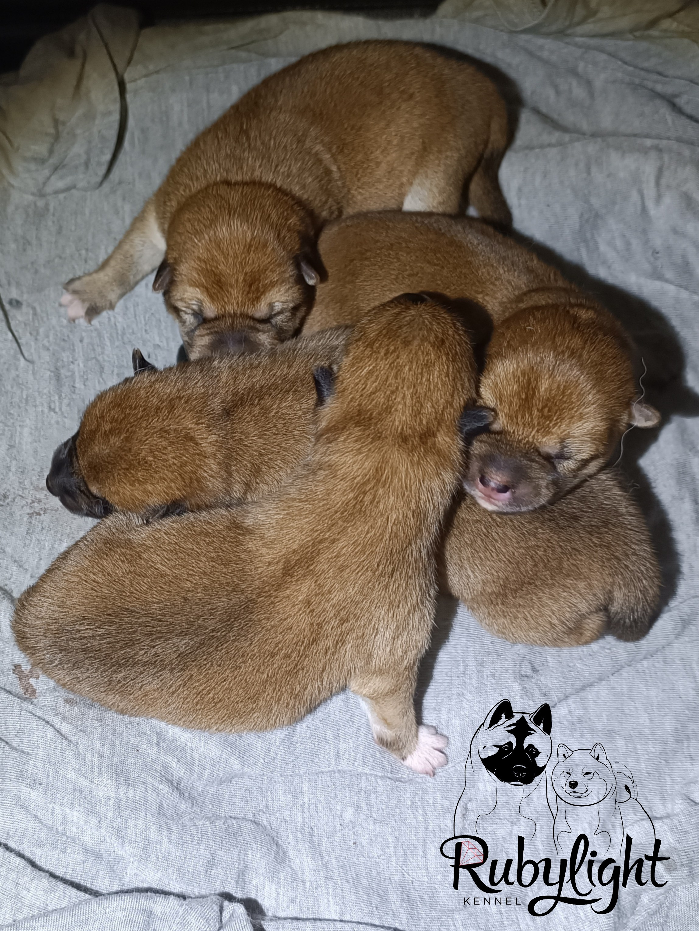 сиба питомник Рубилайт щенки на продажу rubylight  сиба щенки купить СПб Санкт-Петербург 