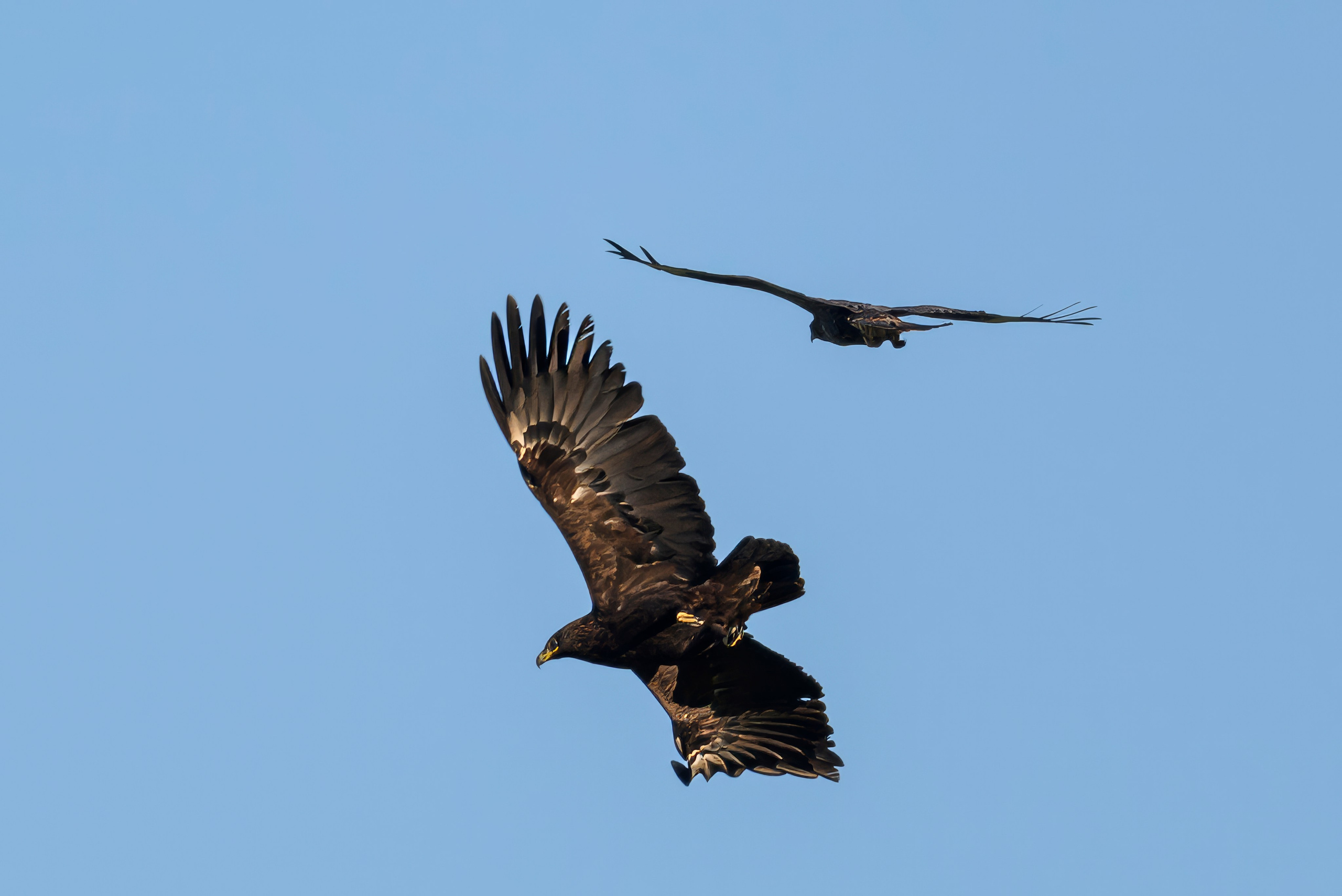 Журавлей спугнули. The cranes were scared away. Фотограф Сергей Пупонин