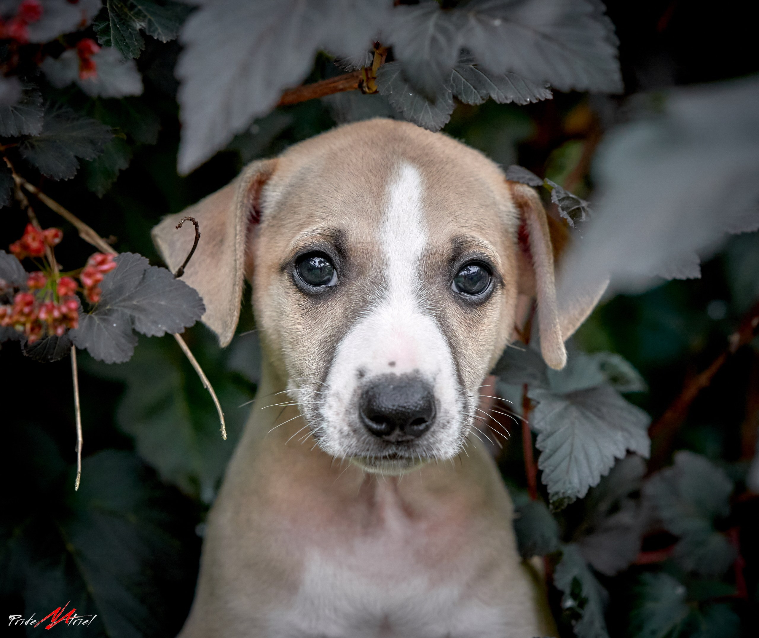 Щенки на прогулке — галерея NATRIEL